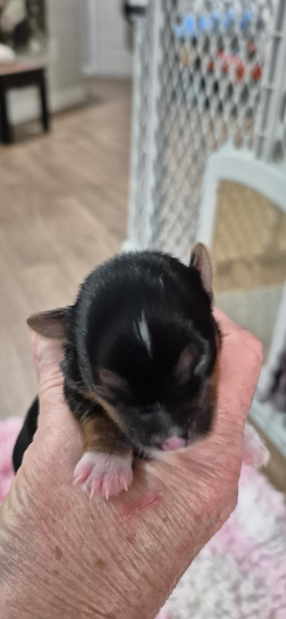 Yorkshire Terrier Puppies image 4