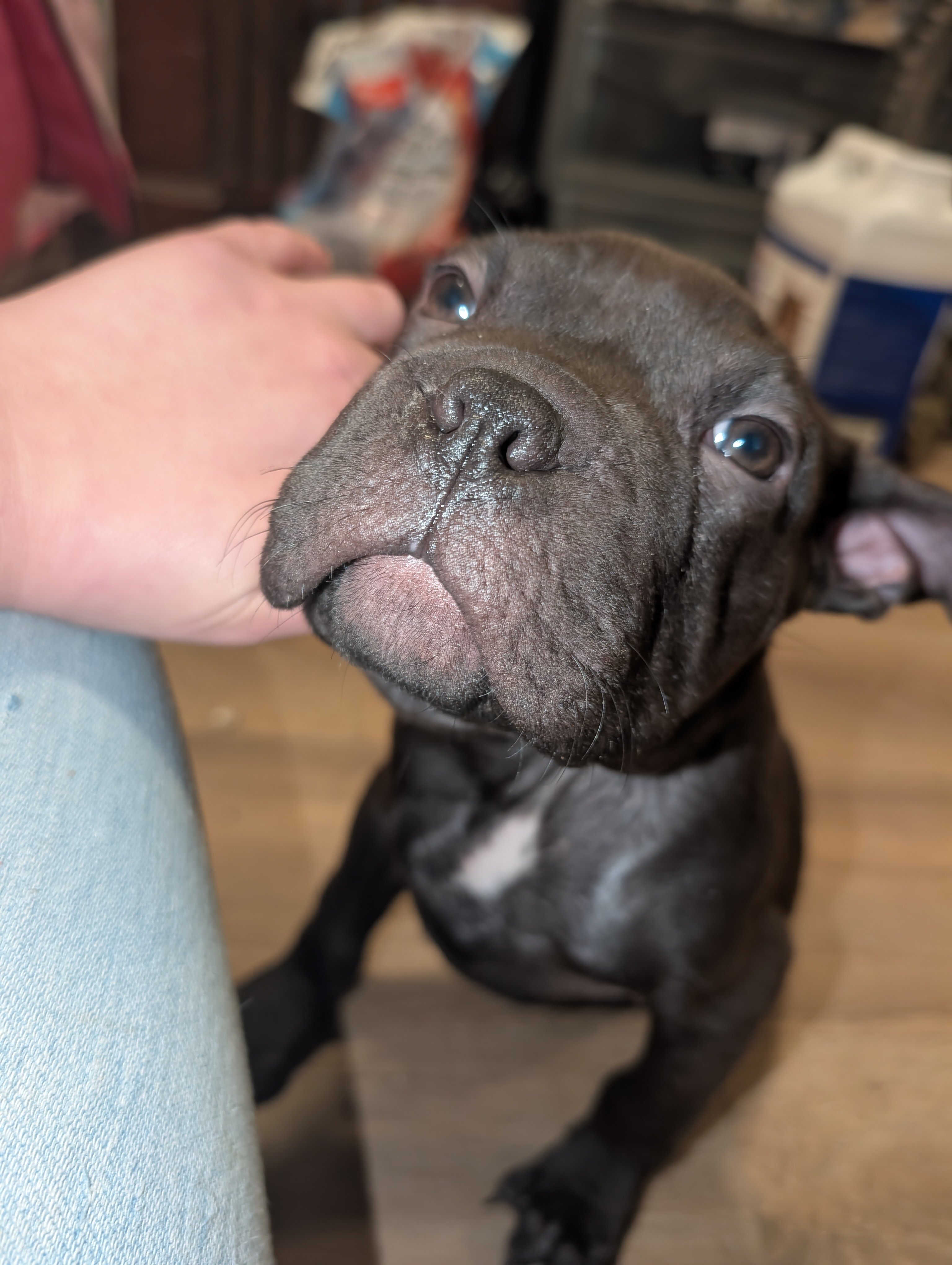 Pit mix puppy image 1
