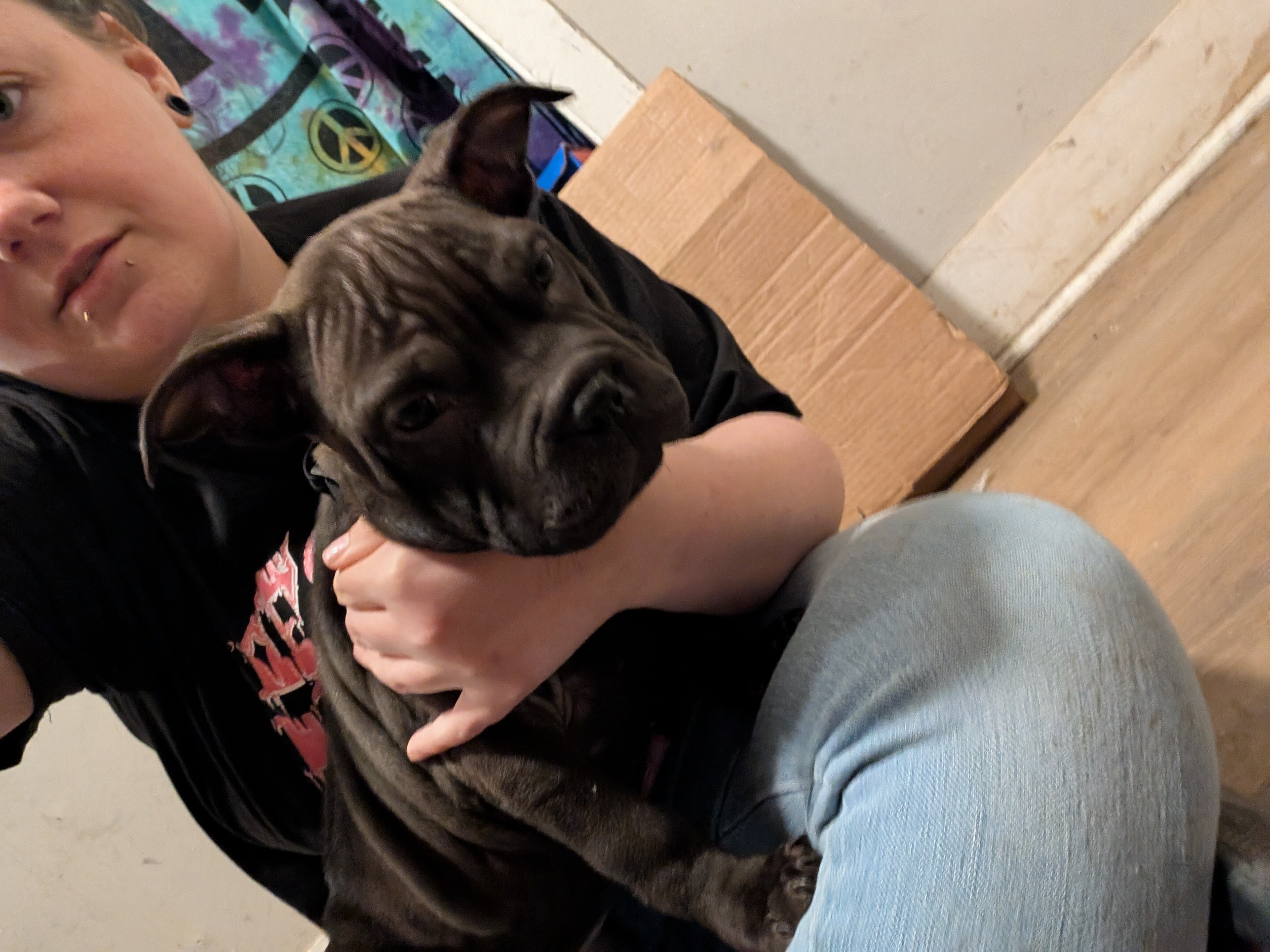 Pit mix puppy image 2