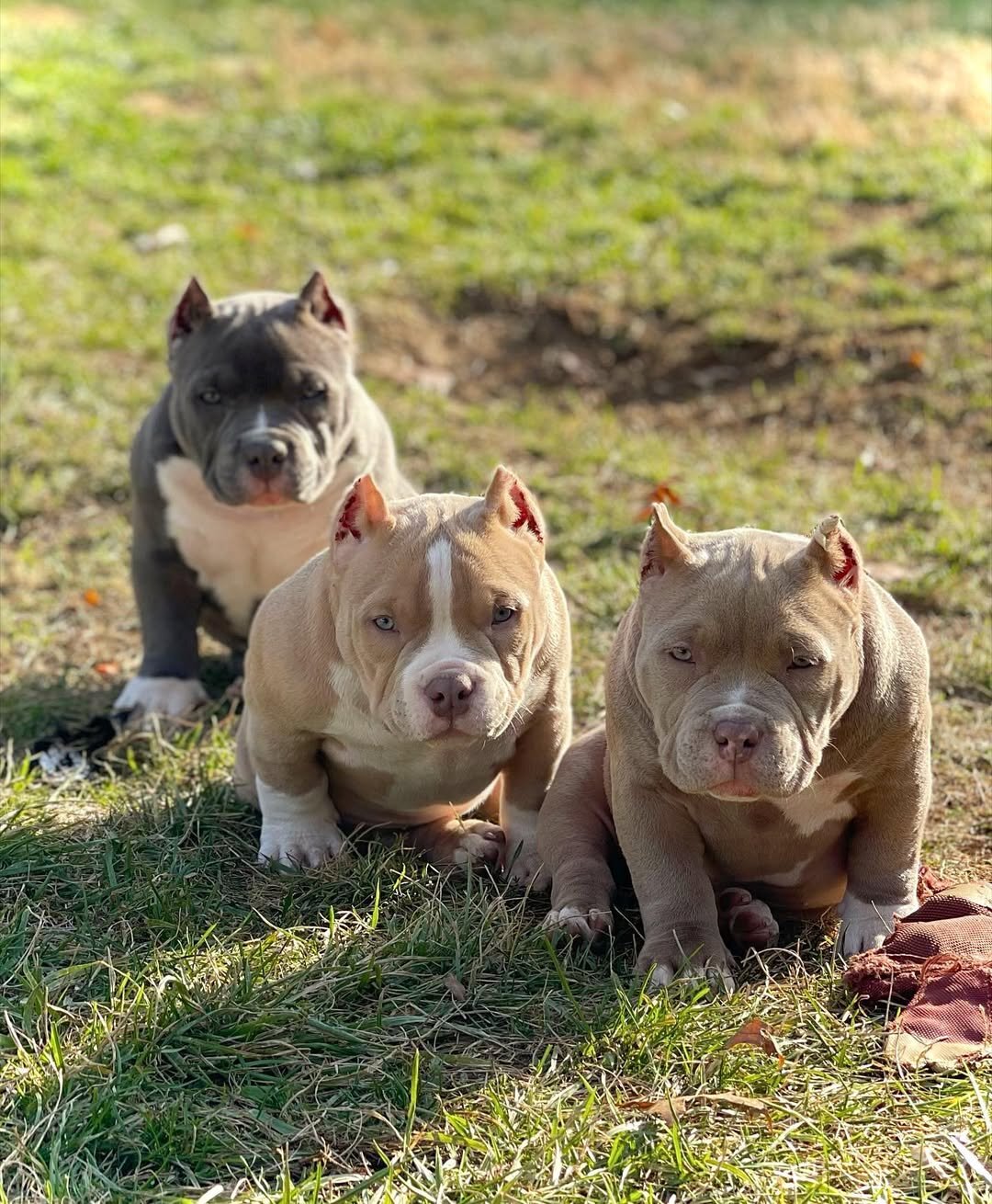 American Pocket/Exotic Bully Puppies available. image 1