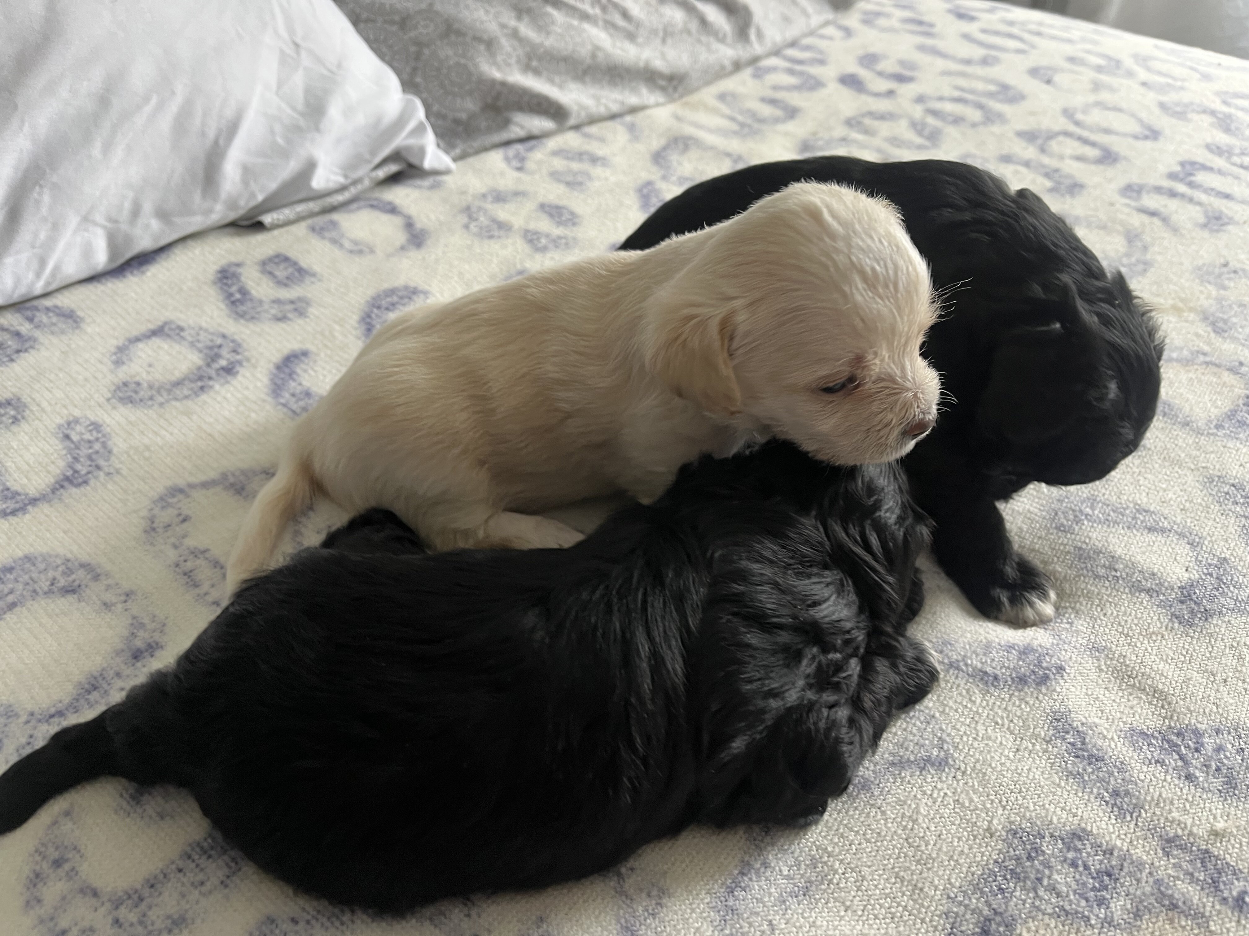 shih-poo puppies image 1