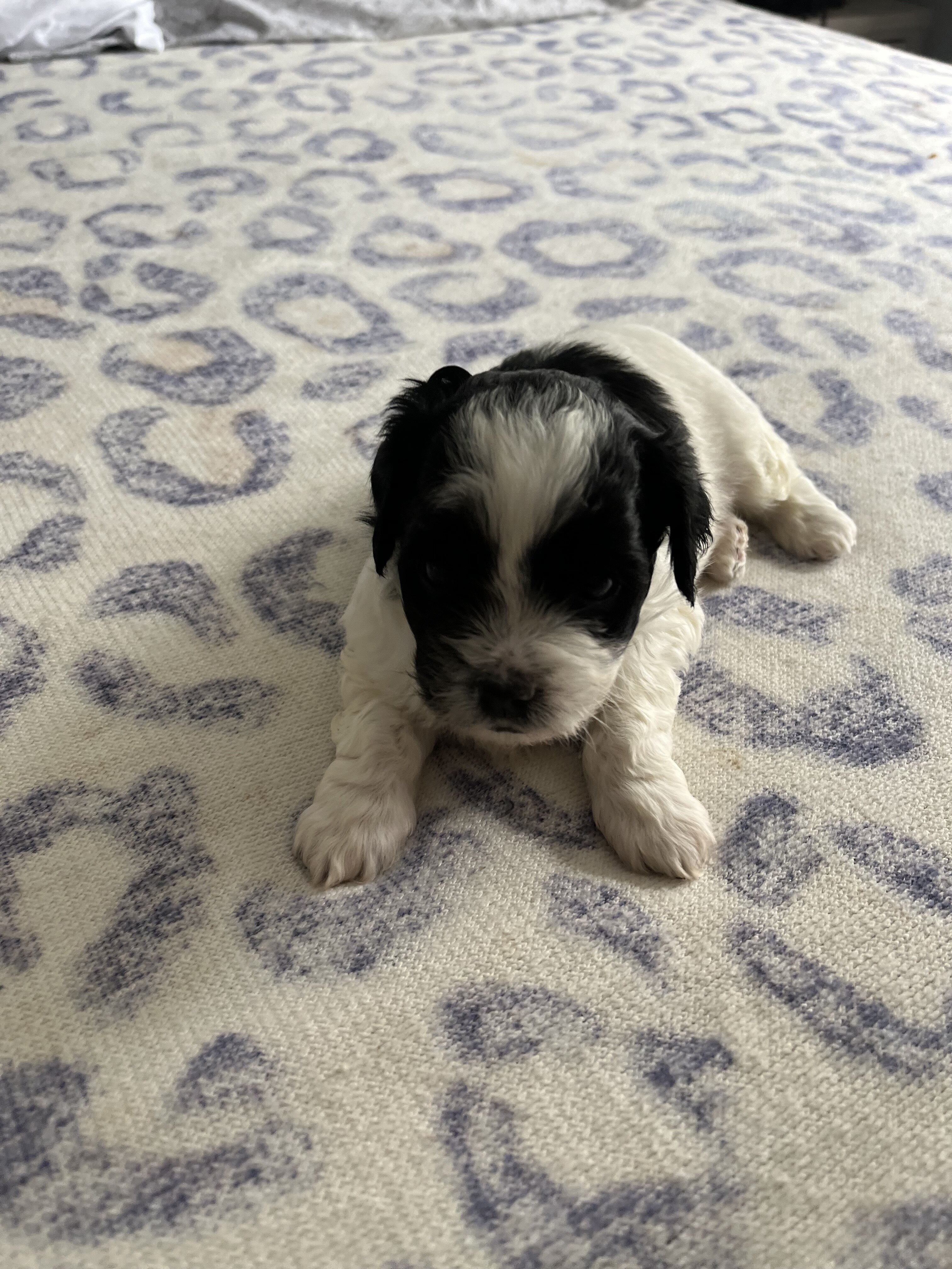 shih-poo puppies image 2