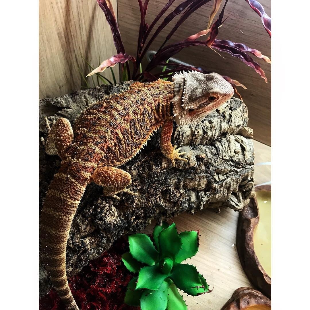 Bearded dragon (beardie) image 2