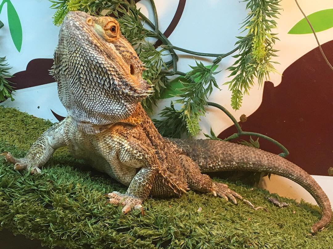 Bearded dragon (beardie) image 3
