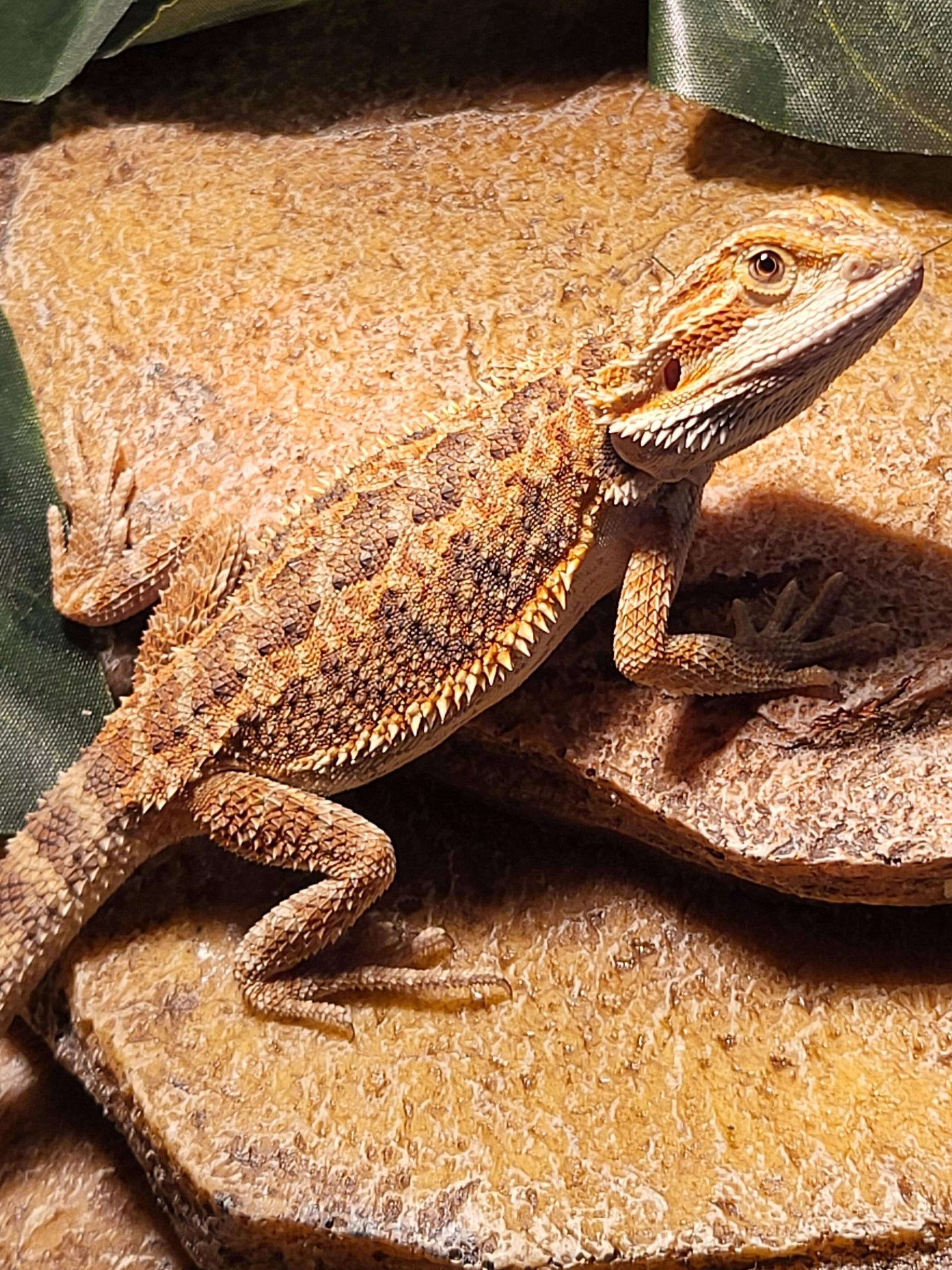 Juvenile beardie image 1