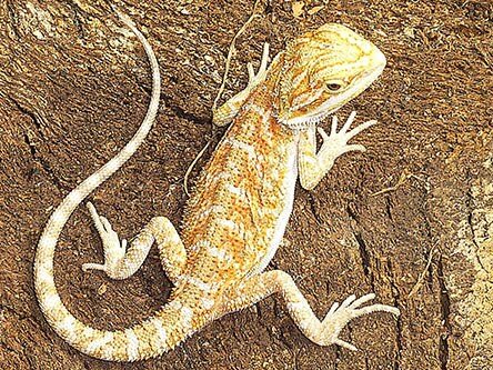 Juvenile beardie image 3