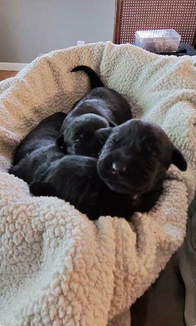 Giant Schnauzer Puppies, AKC registered, Solid blk image 1