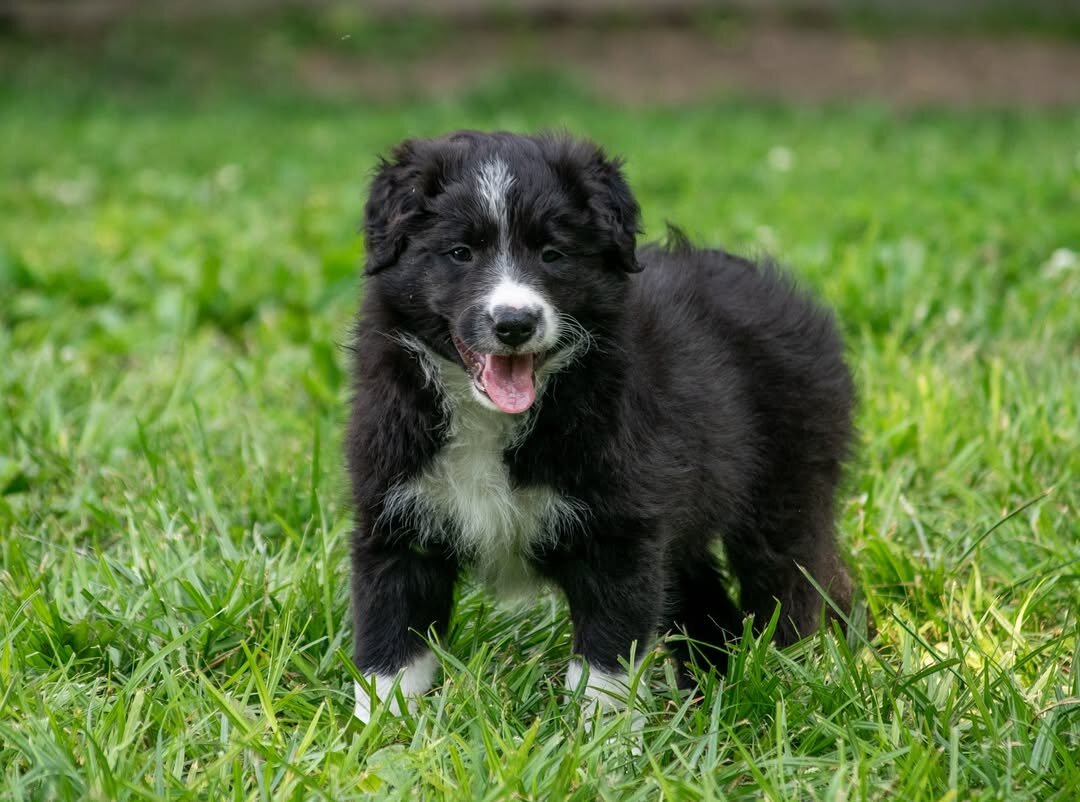 Border Collie puppy image 1