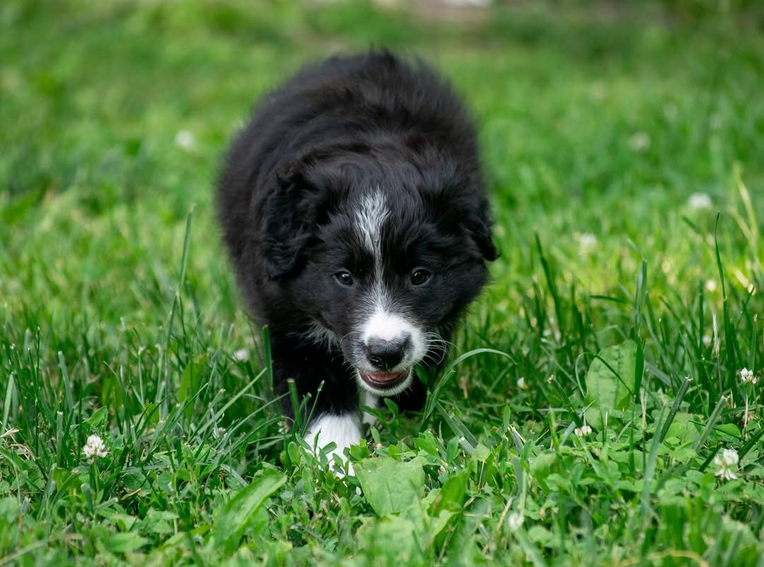 Border Collie puppy image 2