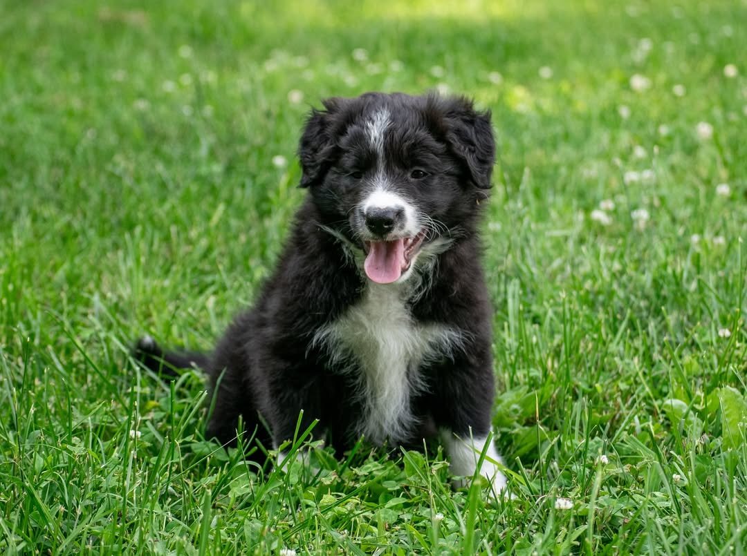 Border Collie puppy image 3