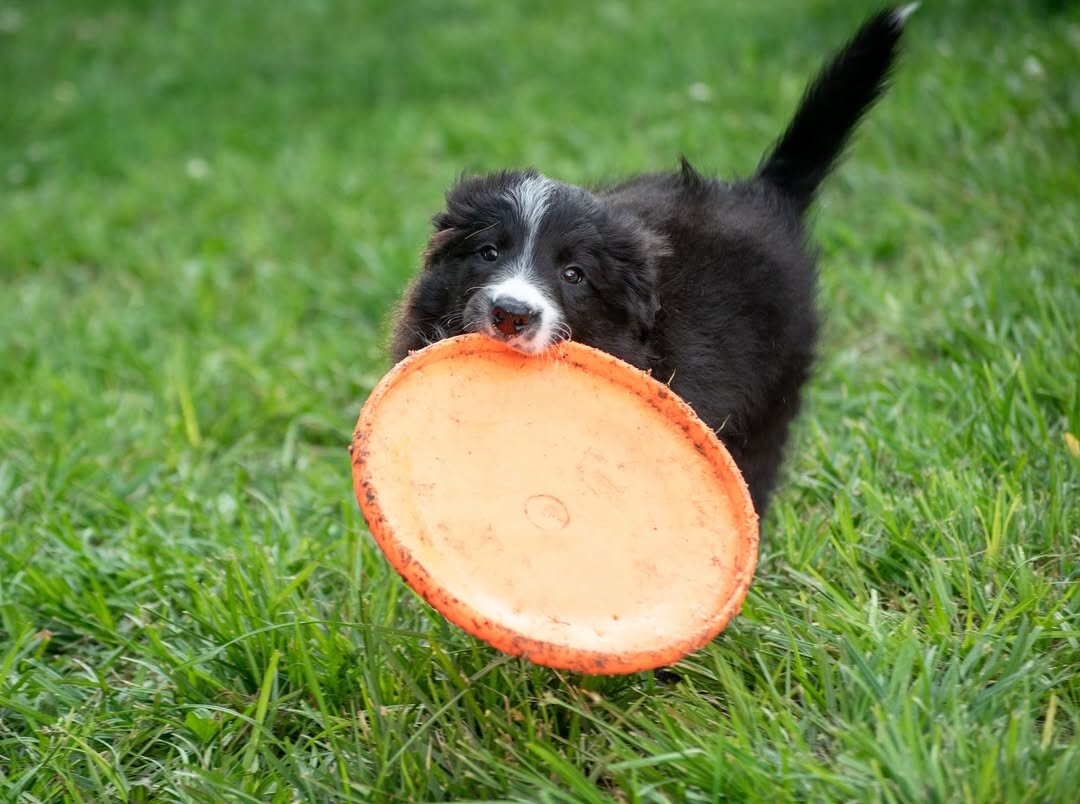 Border Collie puppy image 4