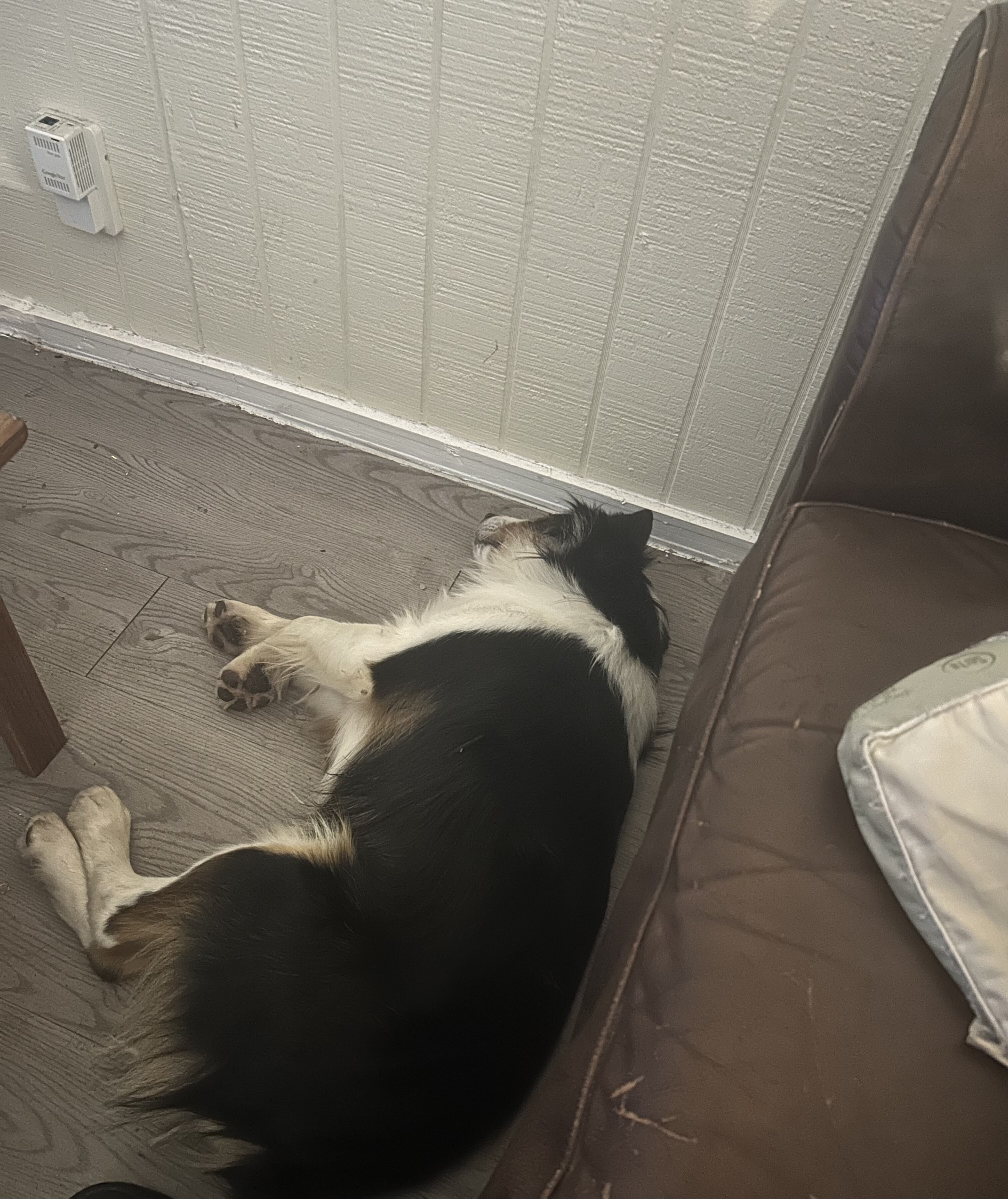 Miniature Australian Shepherd image 2