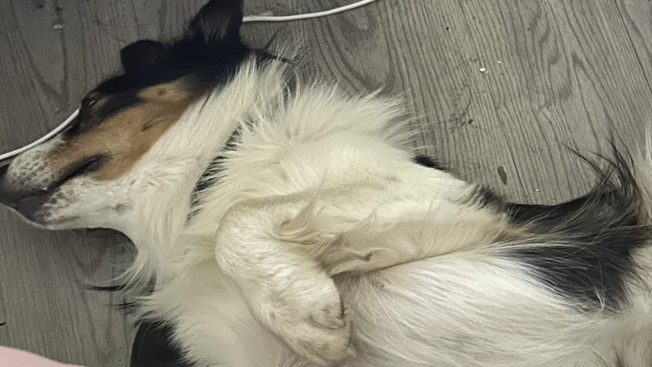 Miniature Australian Shepherd image 1