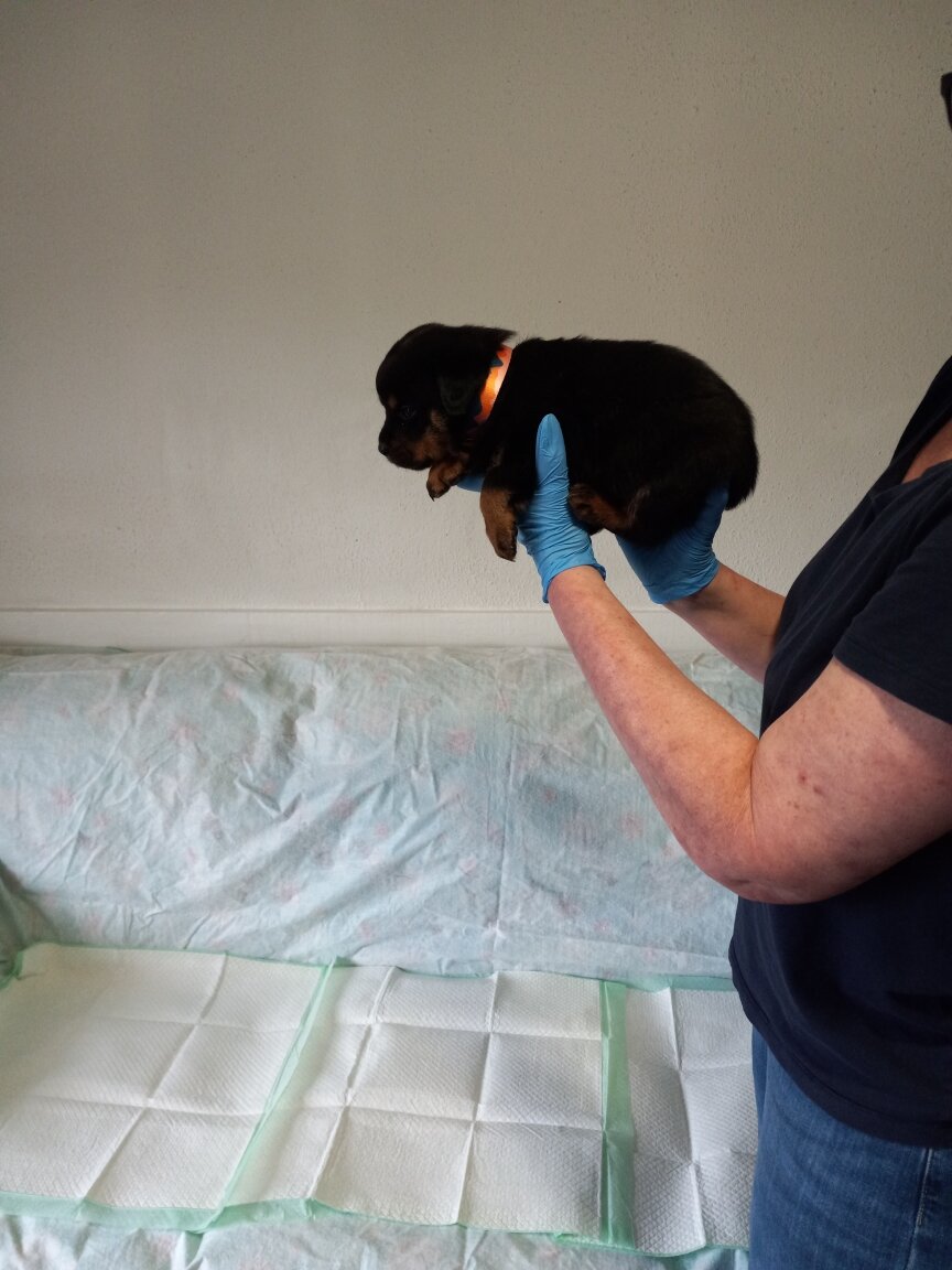 Rottweiler puppies image 10