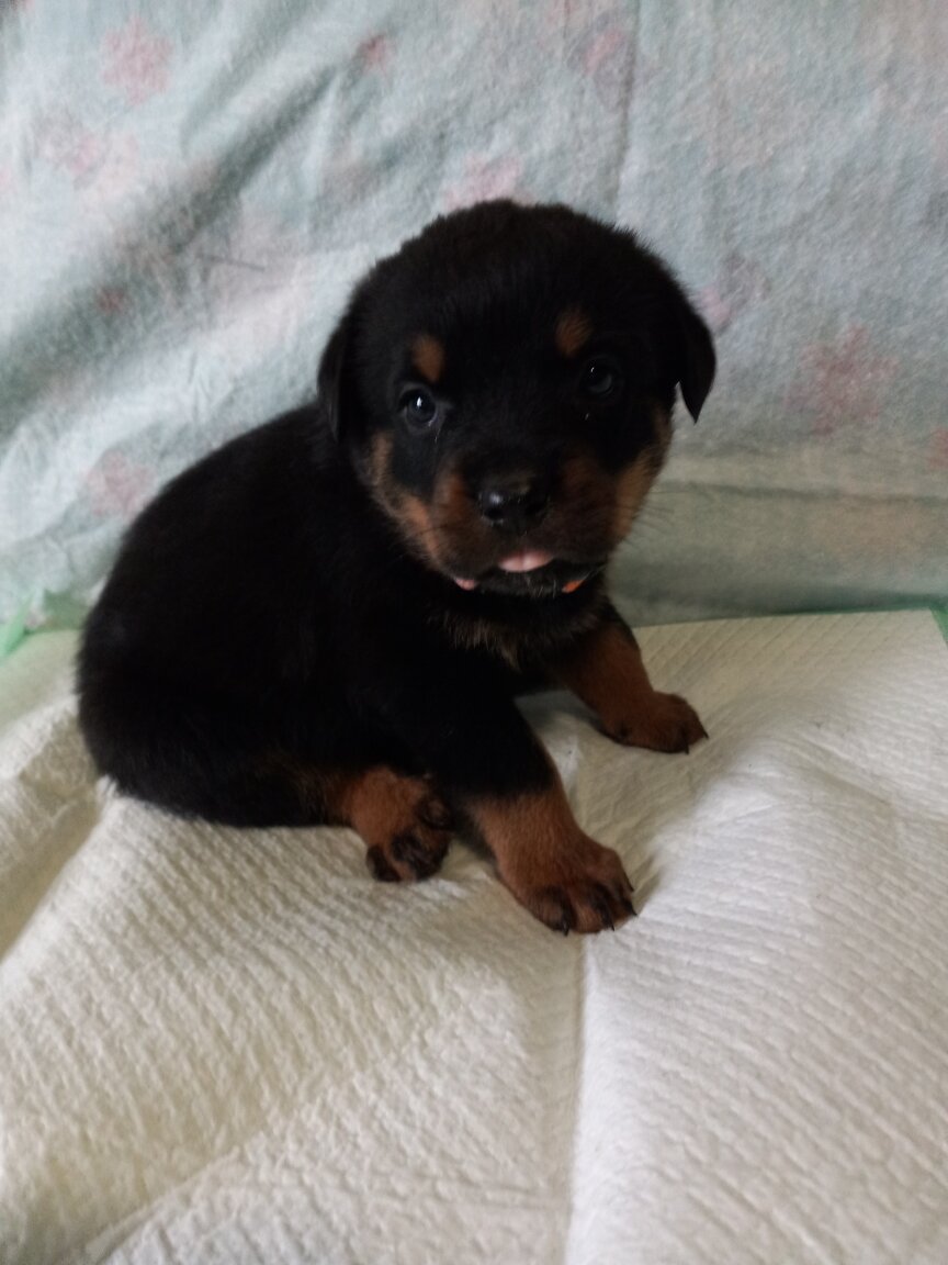 Rottweiler puppies image 9