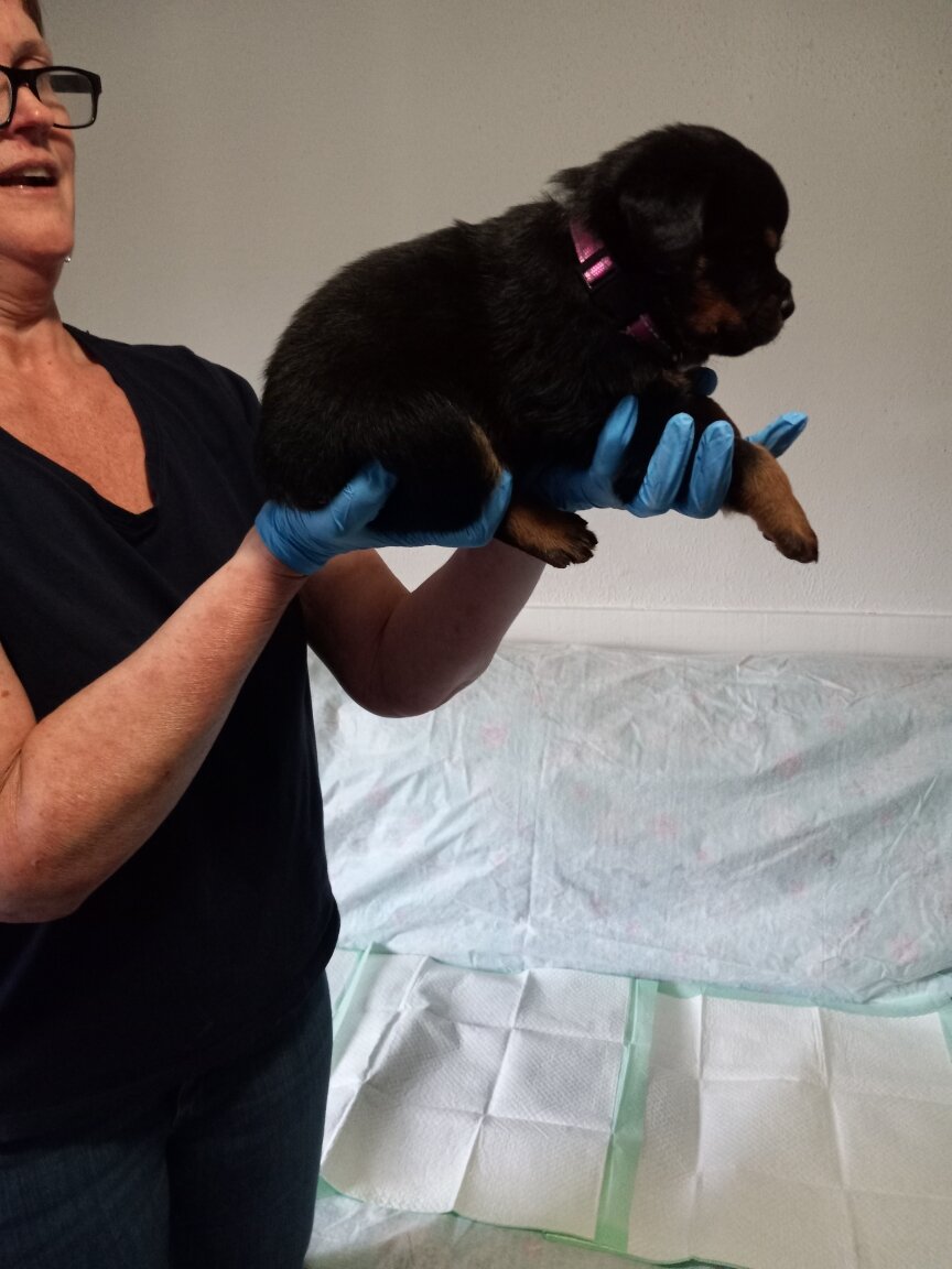 Rottweiler puppies image 8
