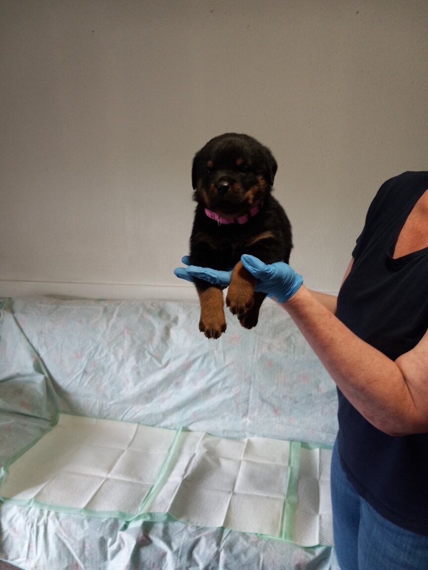 Rottweiler puppies image 7