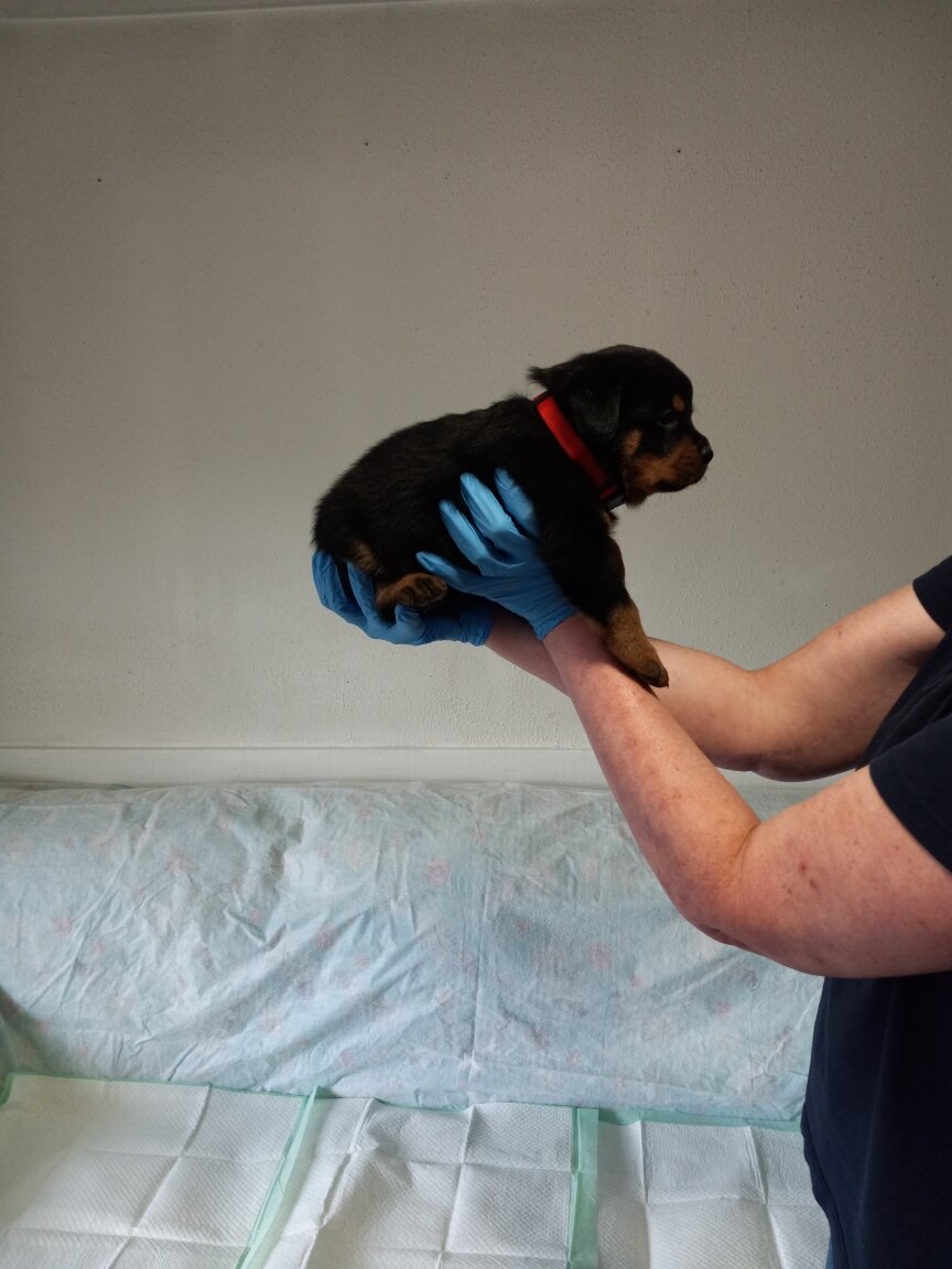 Rottweiler puppies image 1