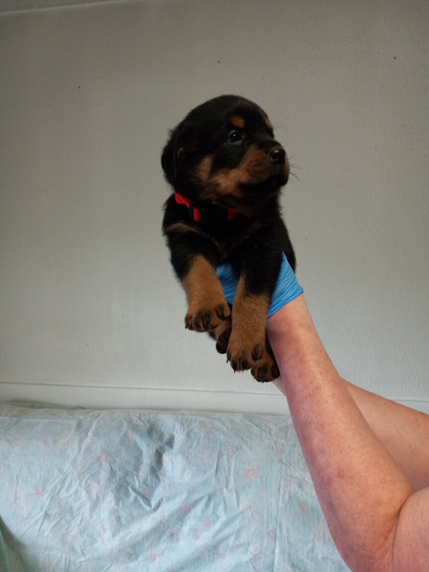 Rottweiler puppies image 2
