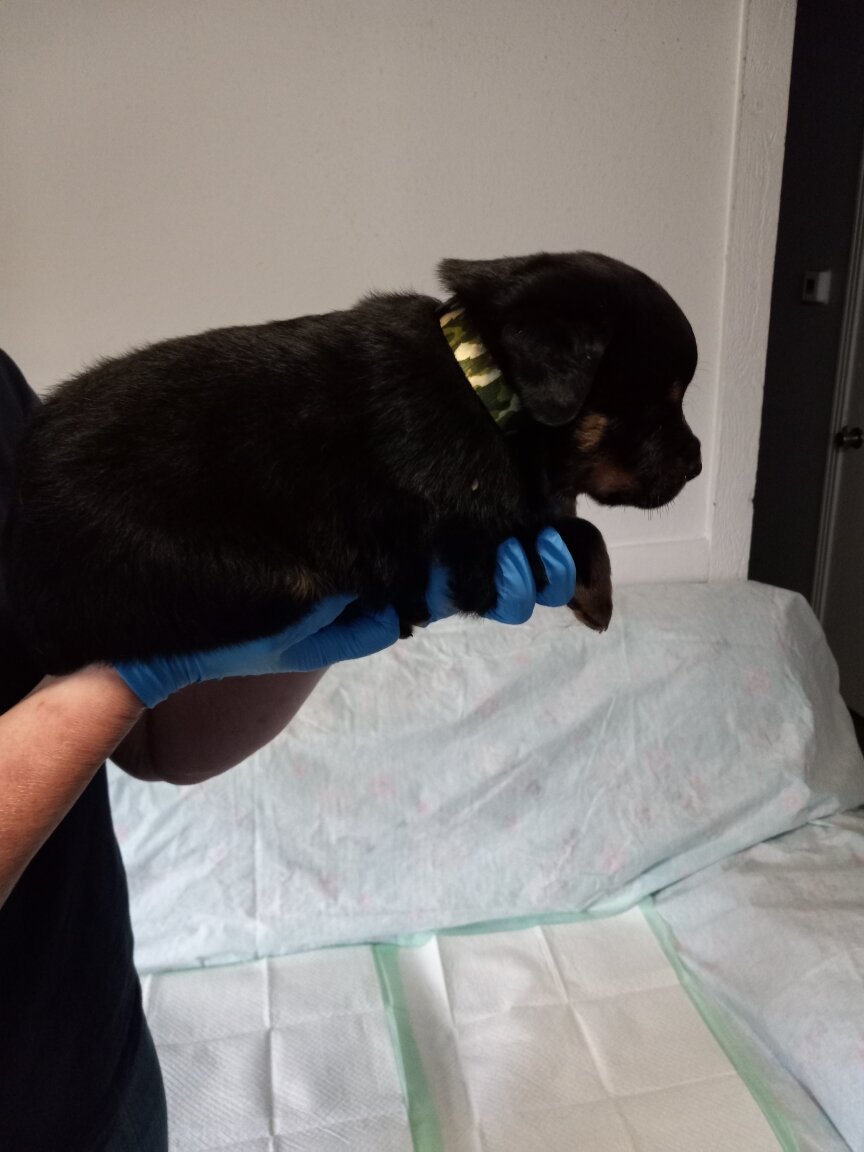 Rottweiler puppies image 3