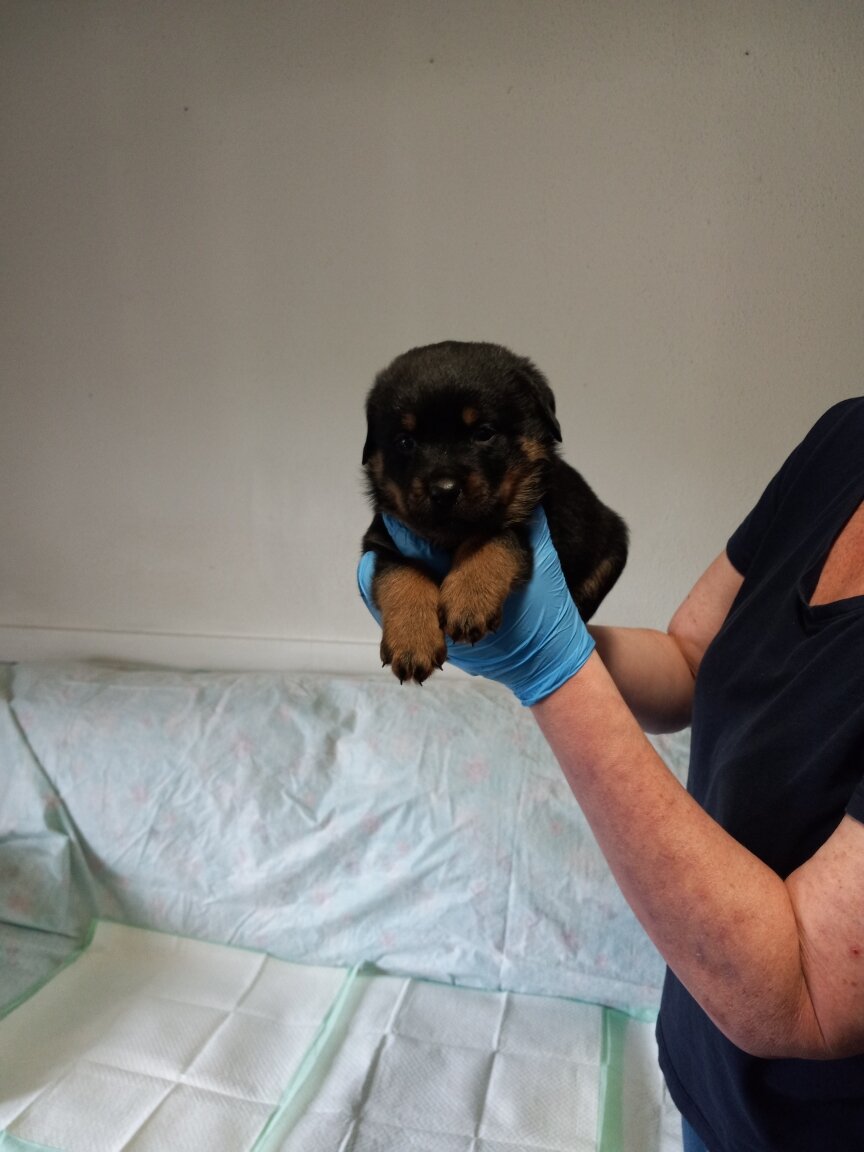 Rottweiler puppies image 4