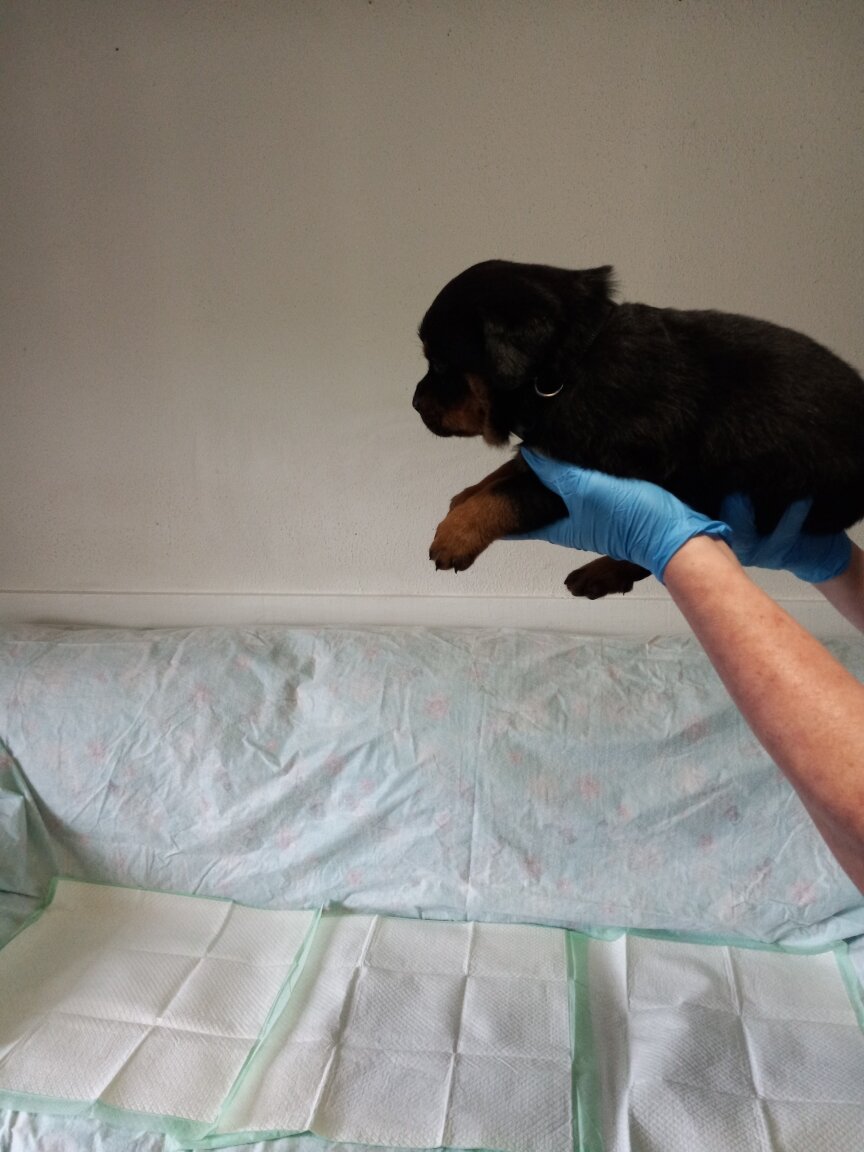 Rottweiler puppies image 5
