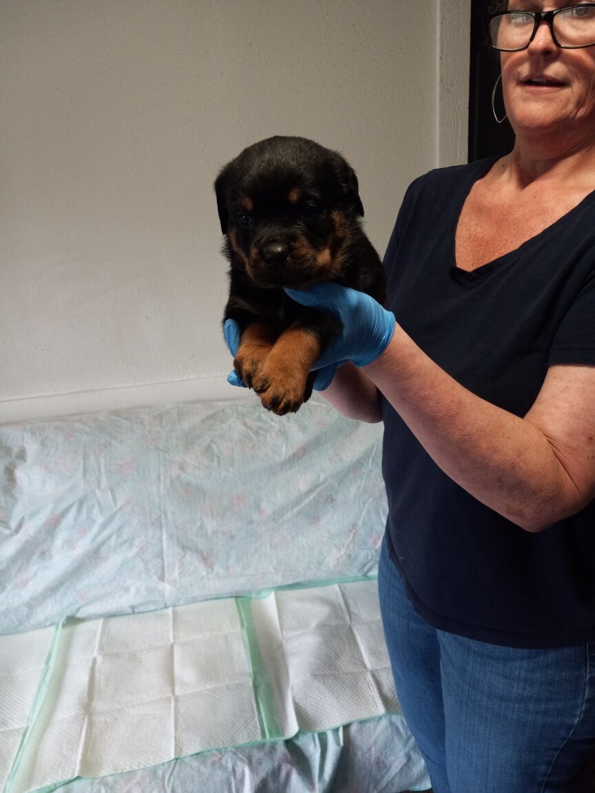 Rottweiler puppies image 6