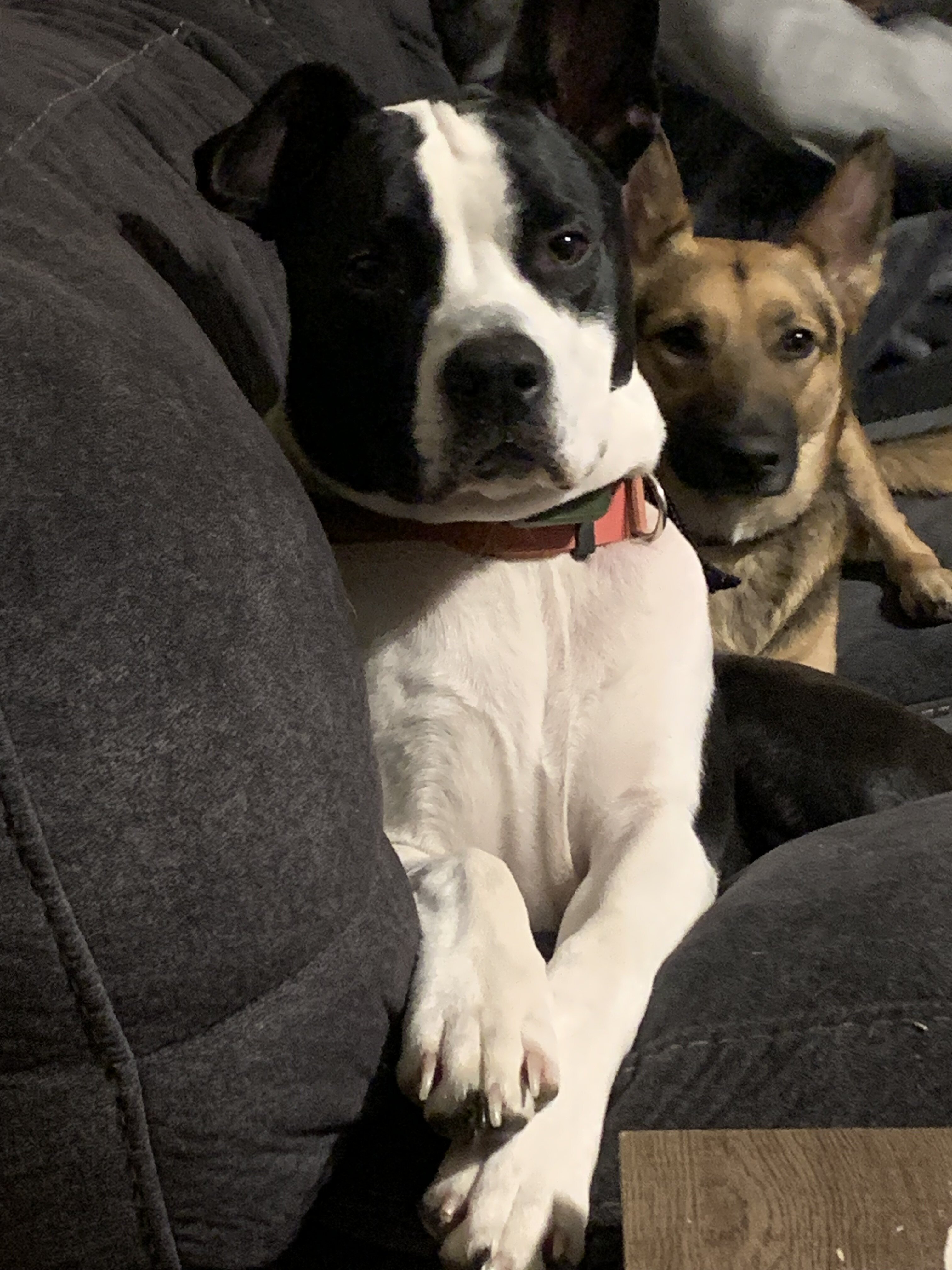 Loki image 2