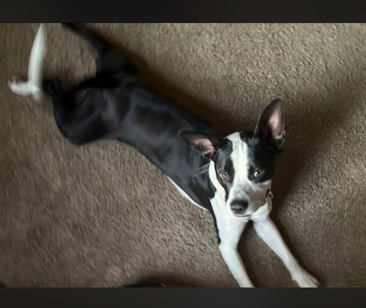 Loki image 4