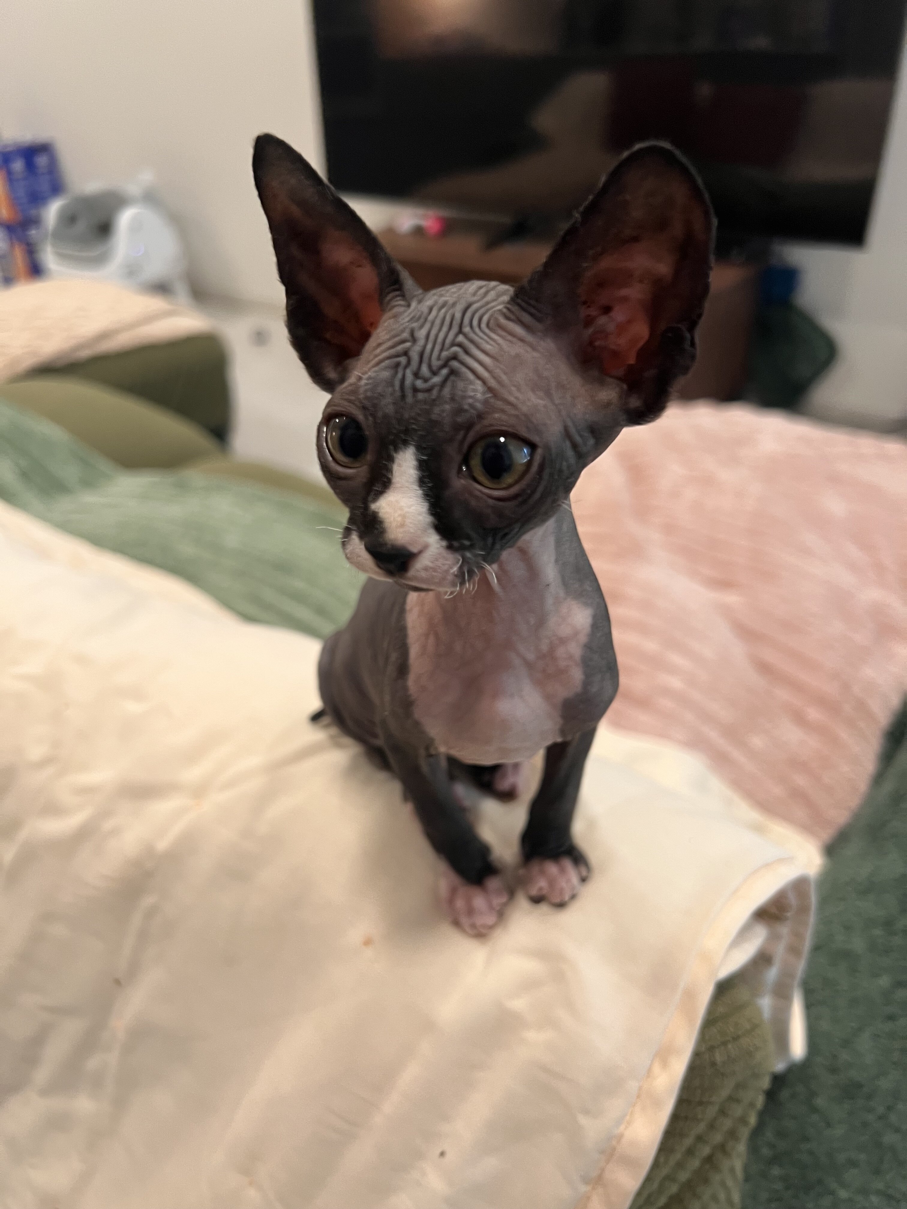 Sphynx kitten image 3