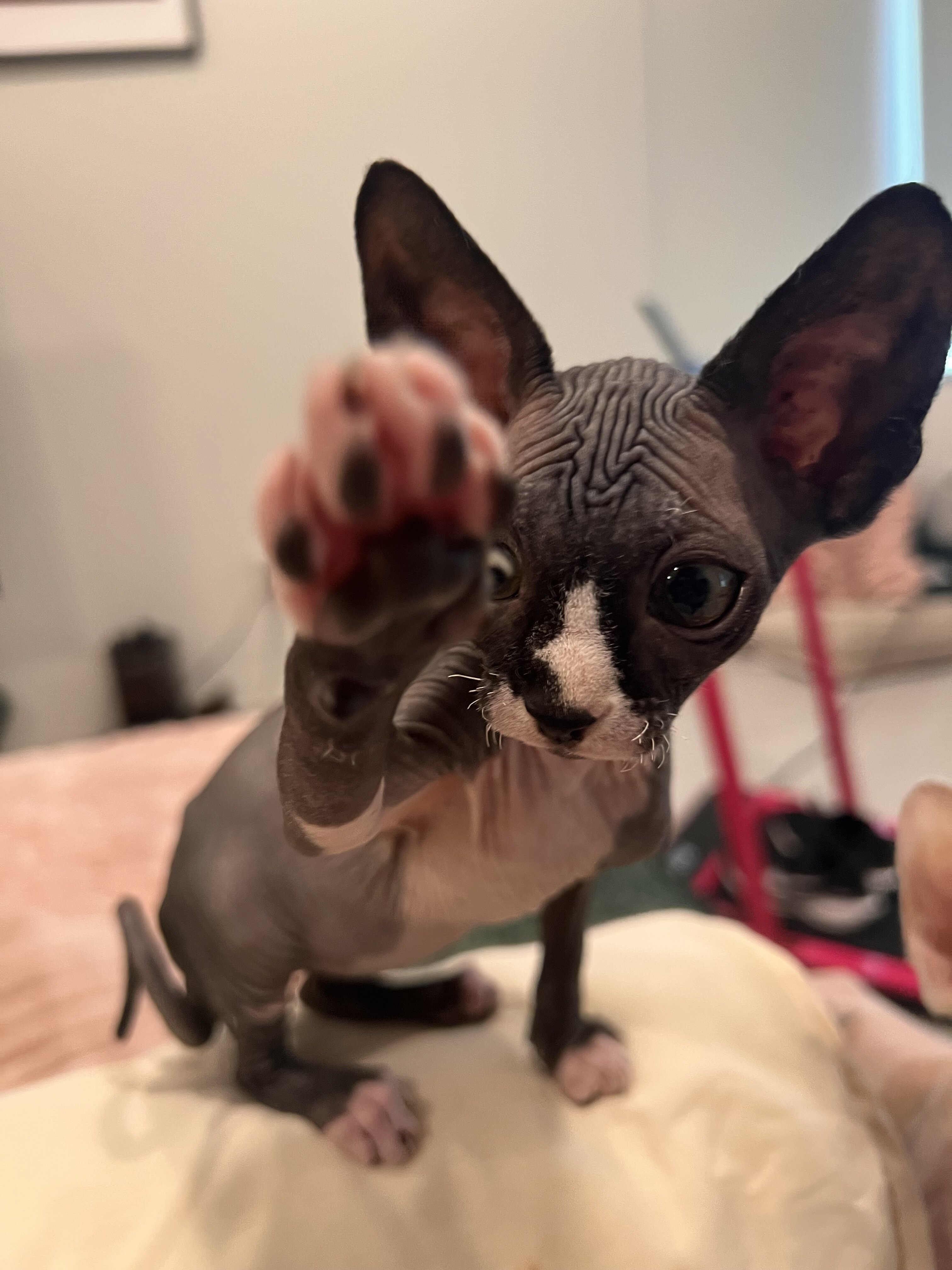 Sphynx kitten image 2