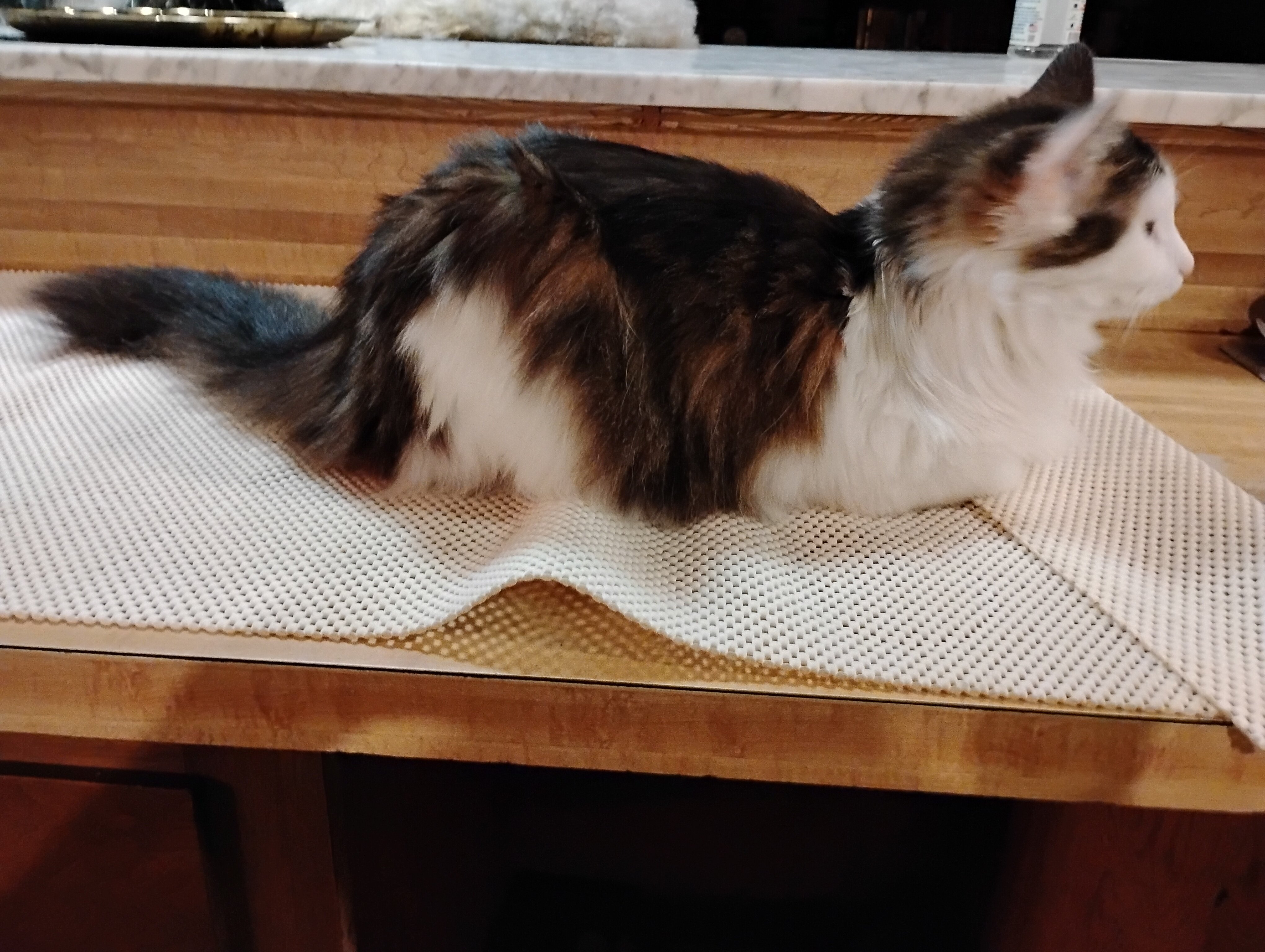 4 yr old cat owner left without her need to rehome image 3