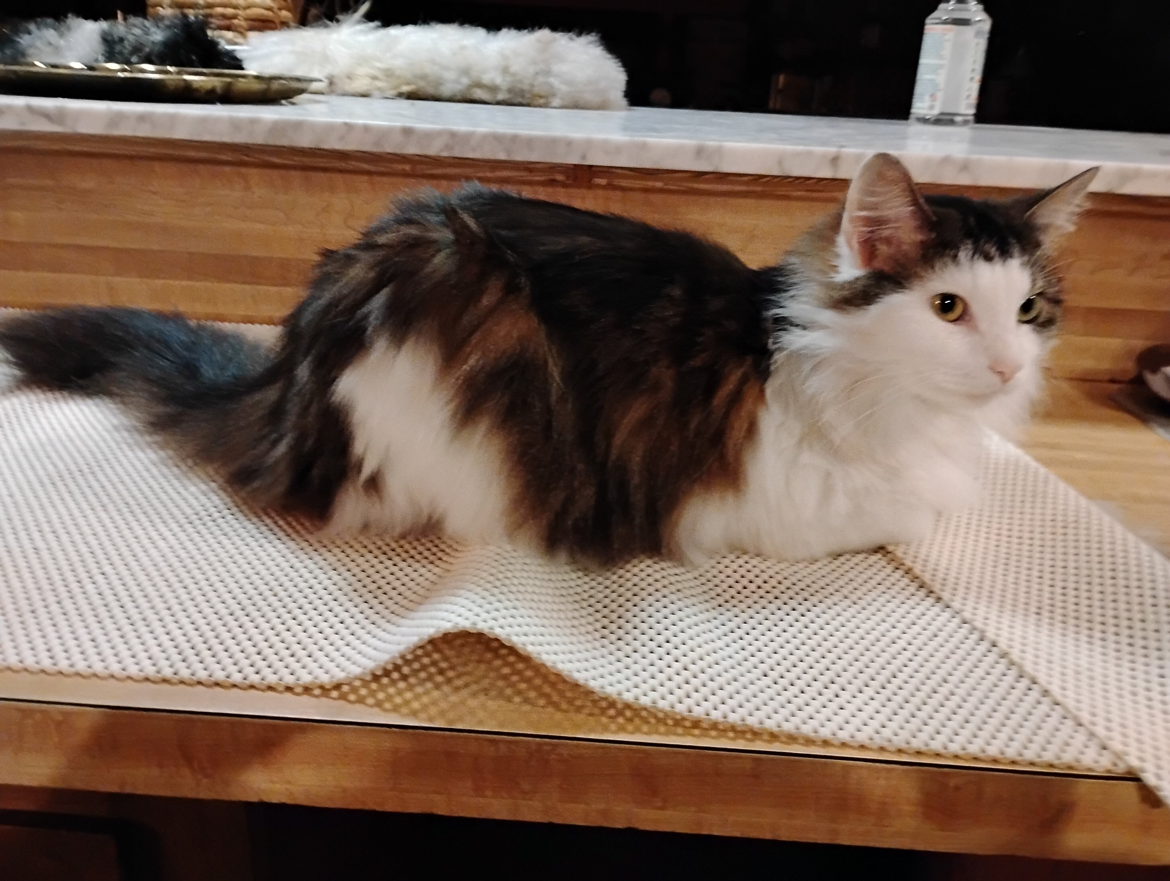 4 yr old cat owner left without her need to rehome image 2