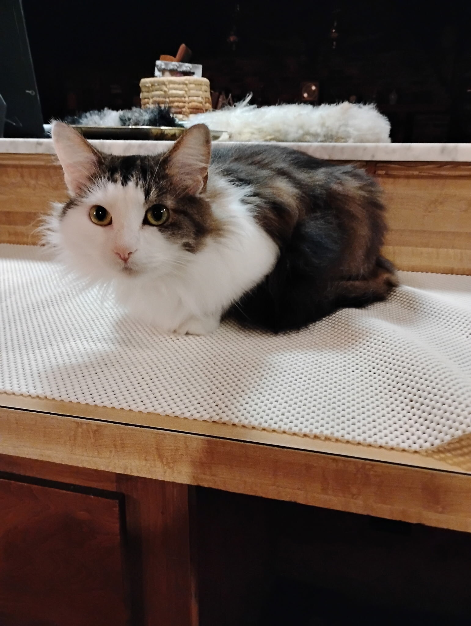 4 yr old cat owner left without her need to rehome image 1
