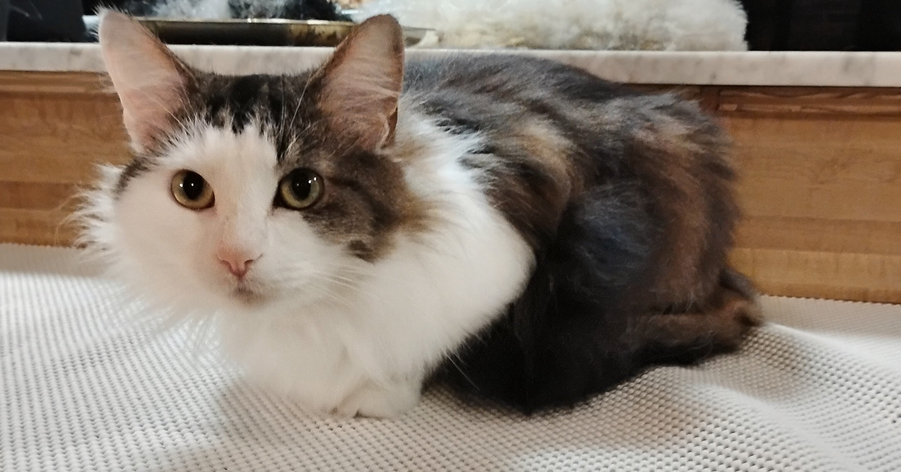 Free 4yr old cat, female, fixed to good home asap image 5
