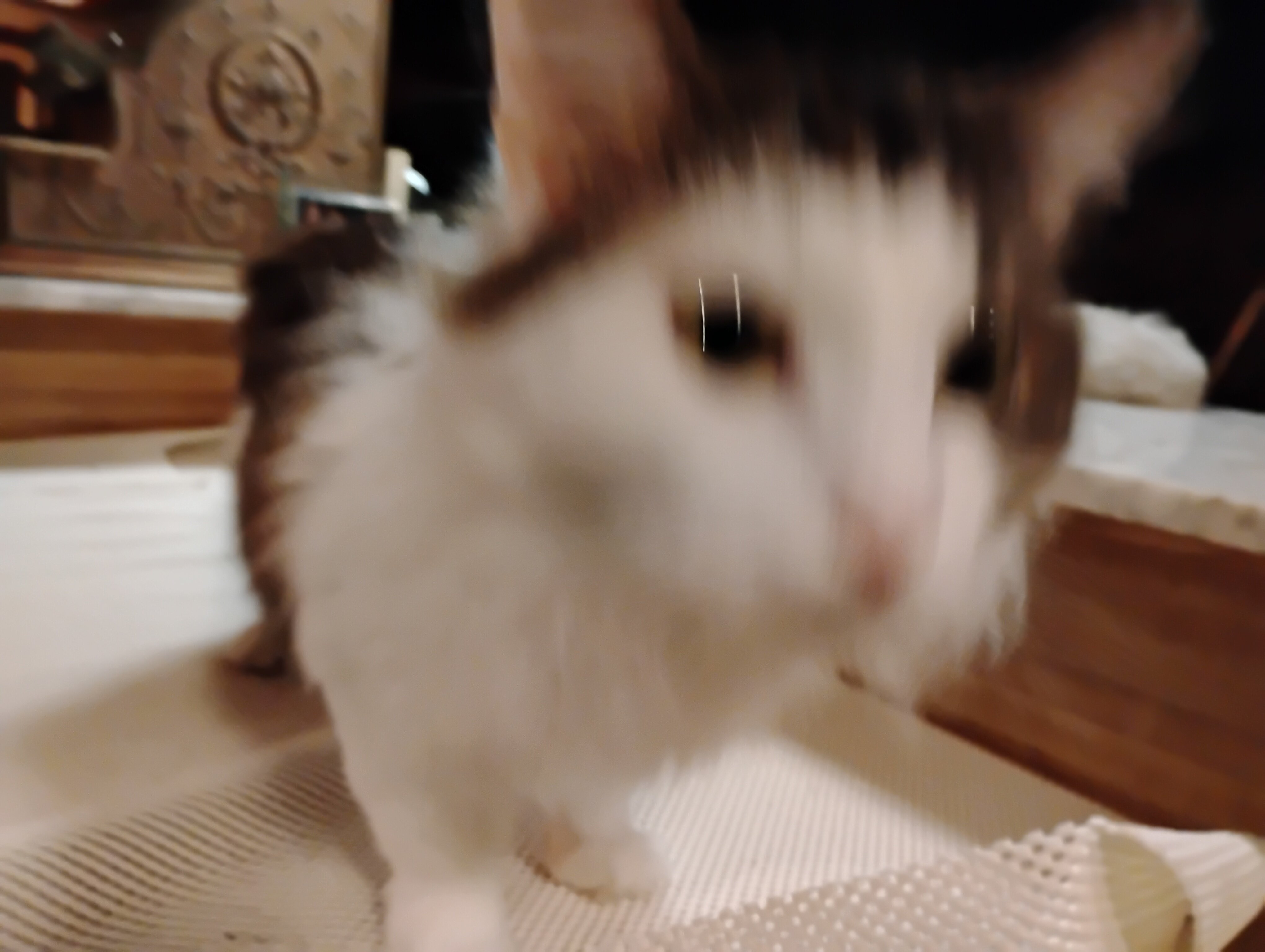 Free 4yr old cat, female, fixed to good home asap image 3
