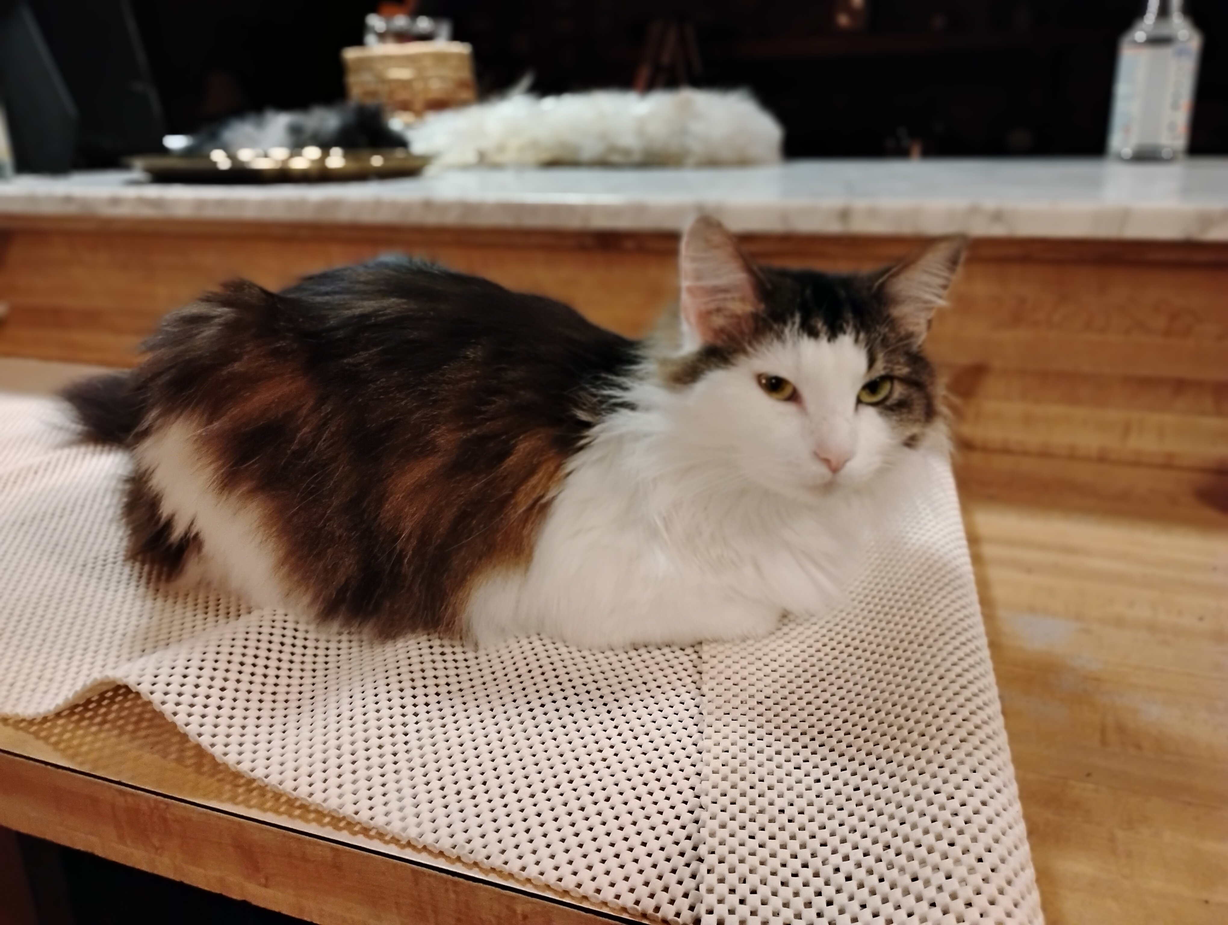 Free 4yr old cat, female, fixed to good home asap image 2