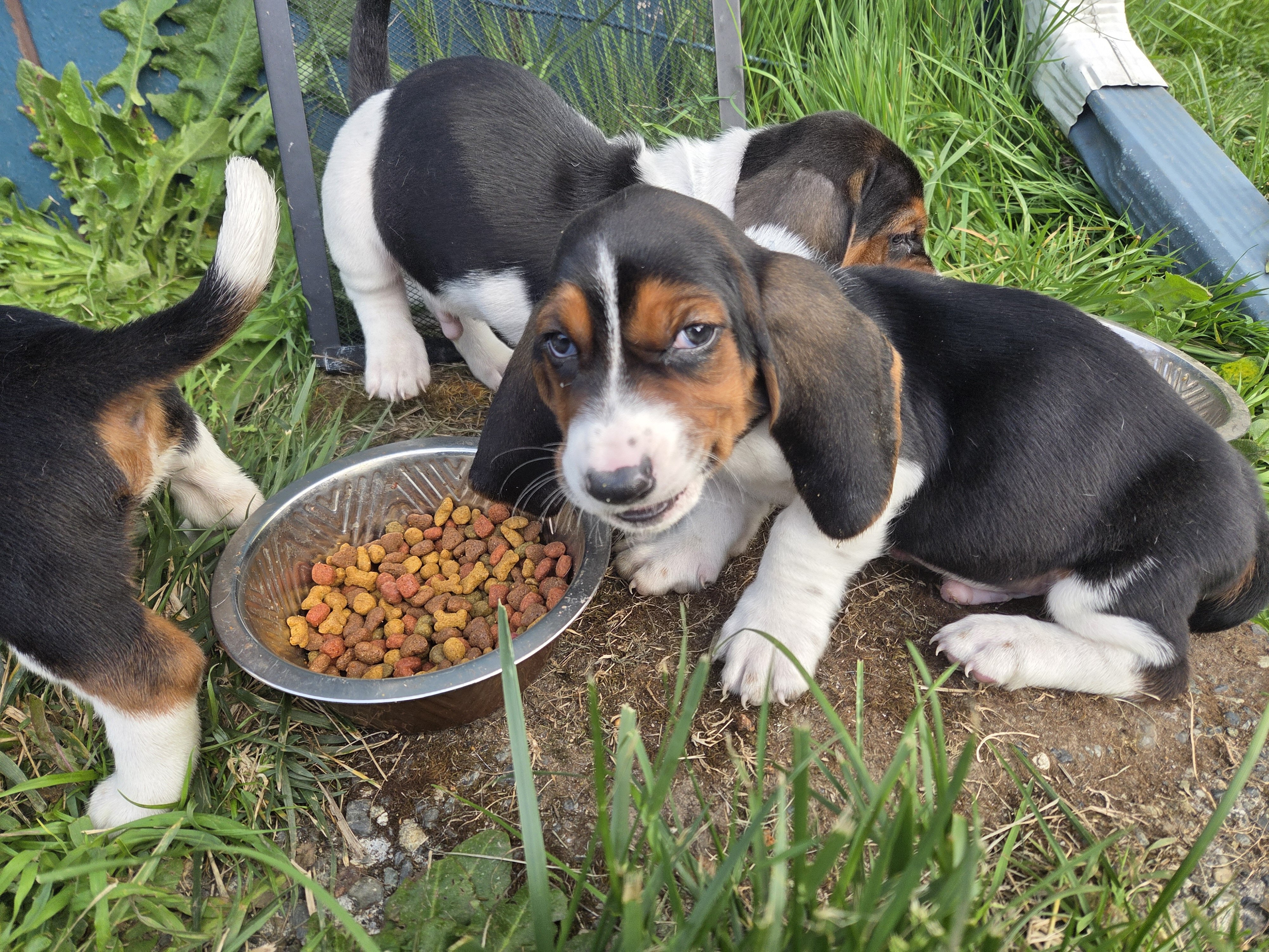 Basset Puppies image 3