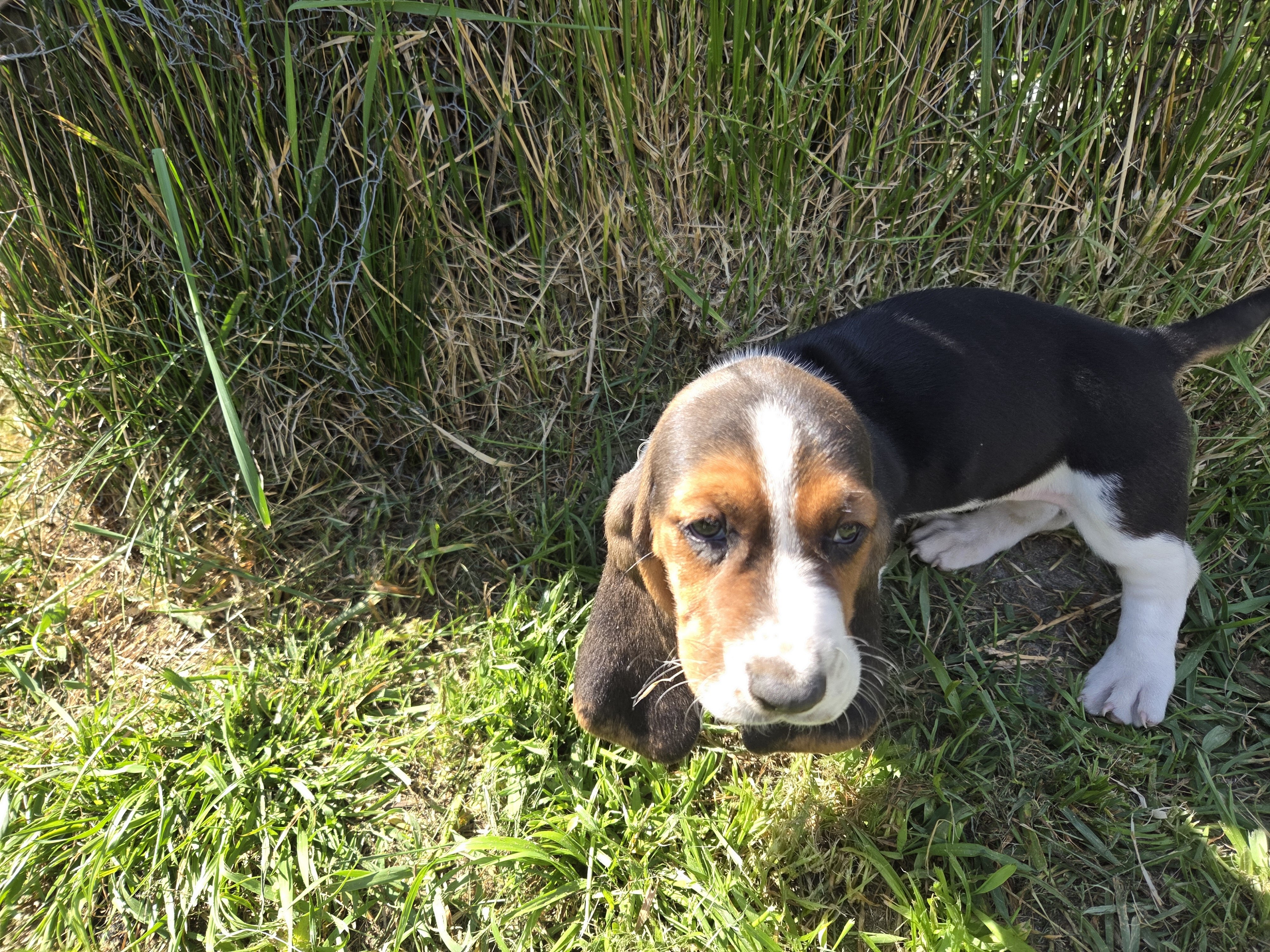 Basset Puppies image 1