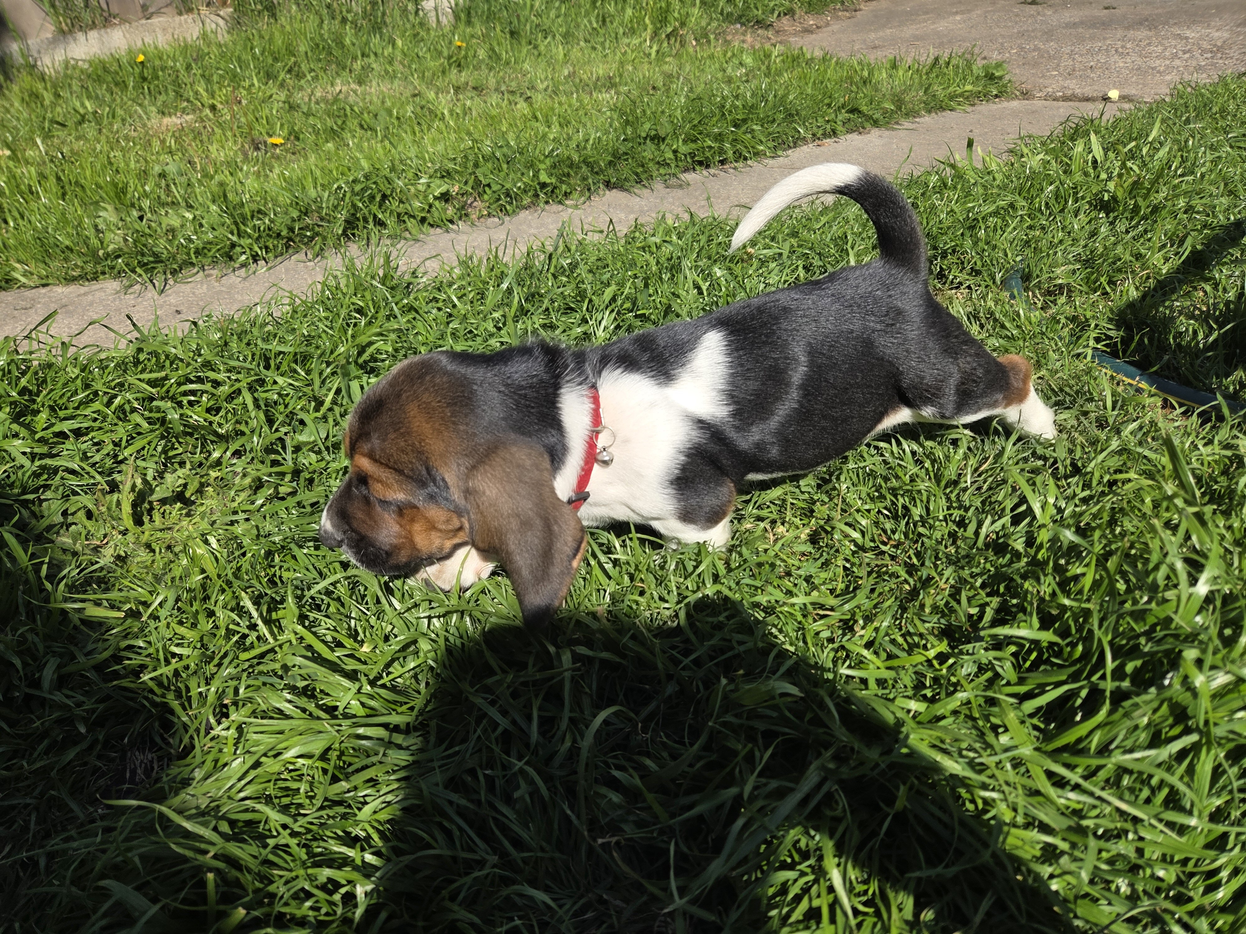 Basset Puppies image 2