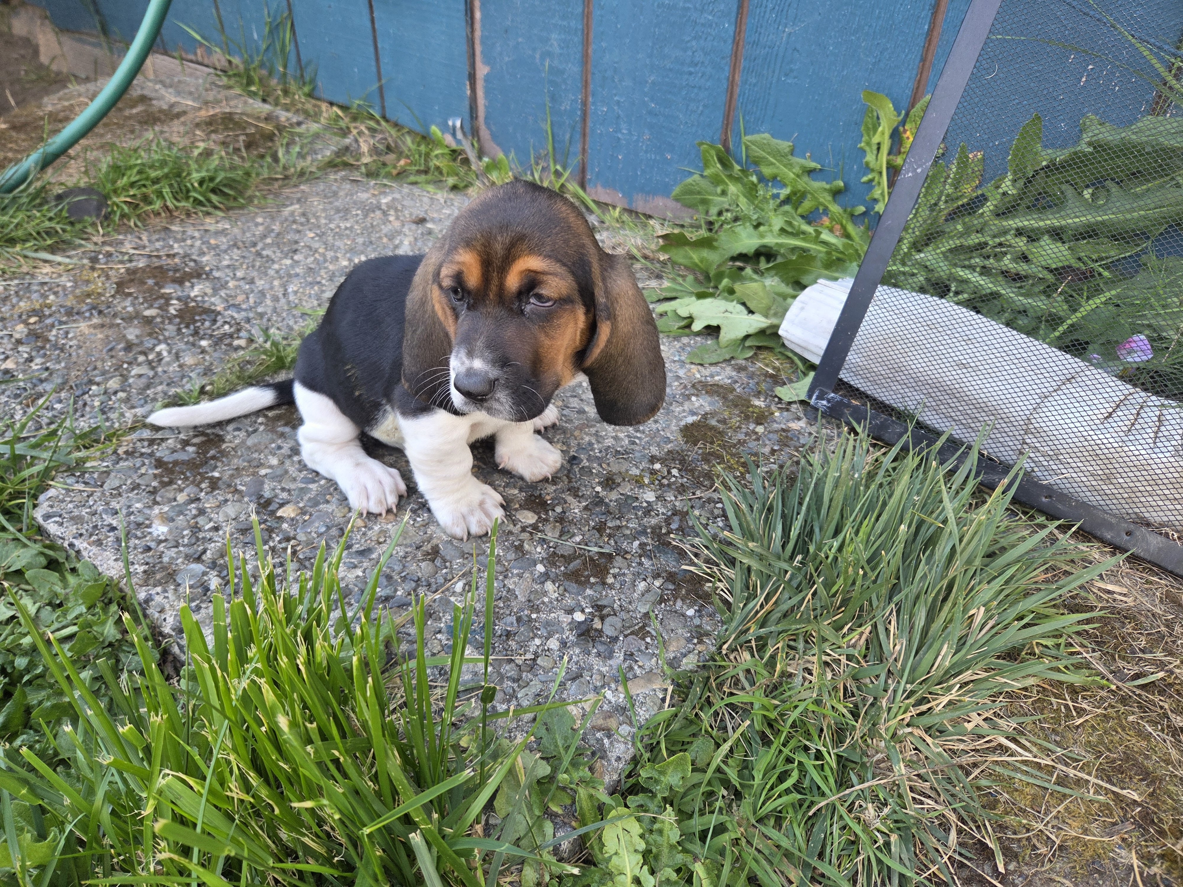 Basset Puppies image 4