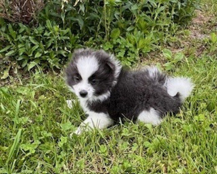Sparky Male Pomeranian image 8
