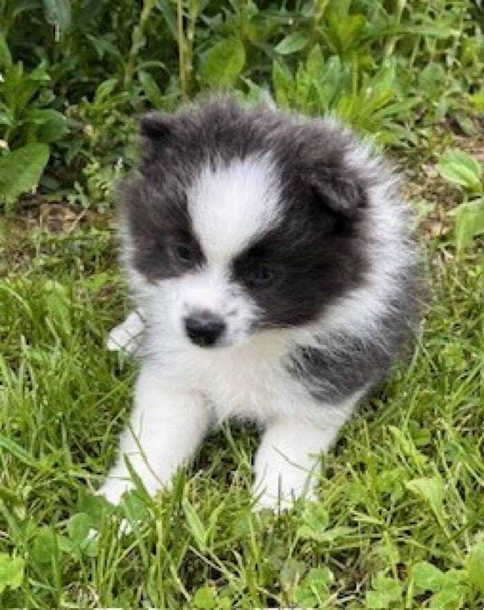 Sparky Male Pomeranian image 6