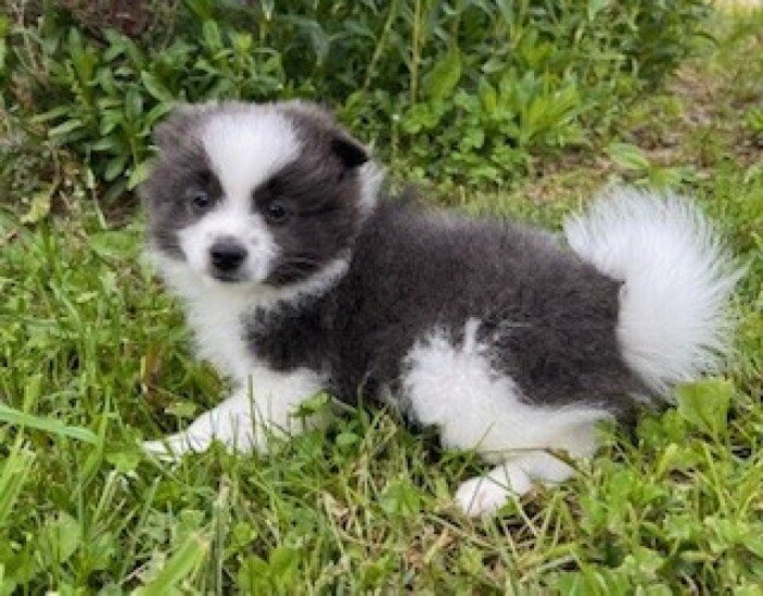 Sparky Male Pomeranian image 7