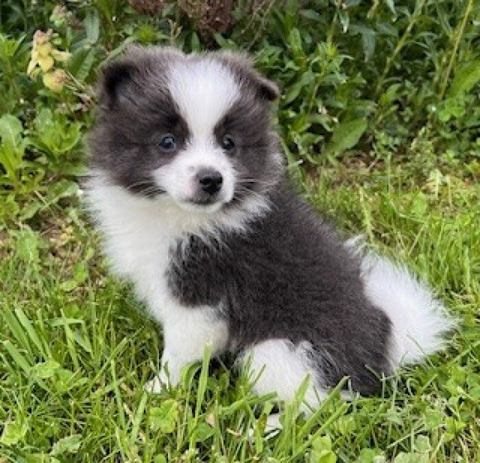 Sparky Male Pomeranian image 5
