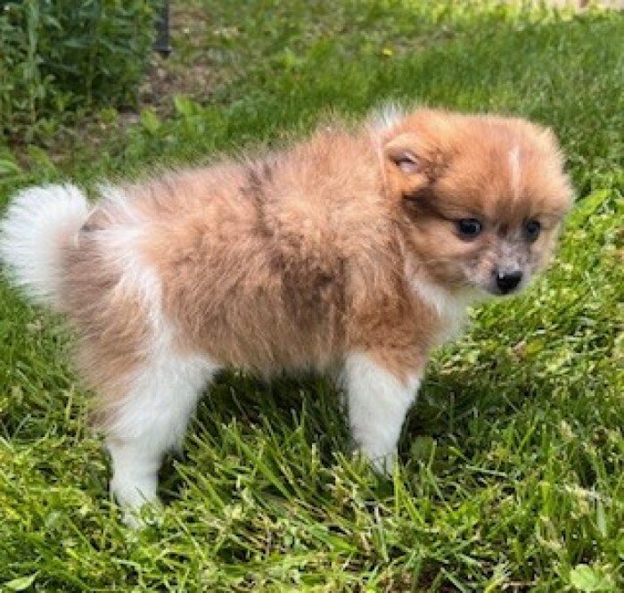Speckles Female Pomeranian image 7