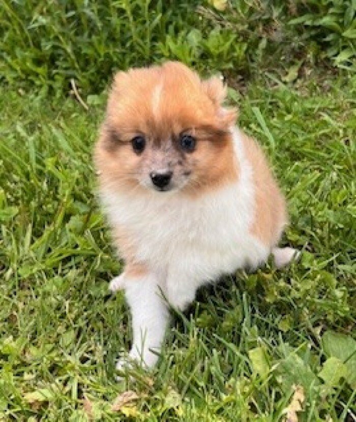 Speckles Female Pomeranian image 6