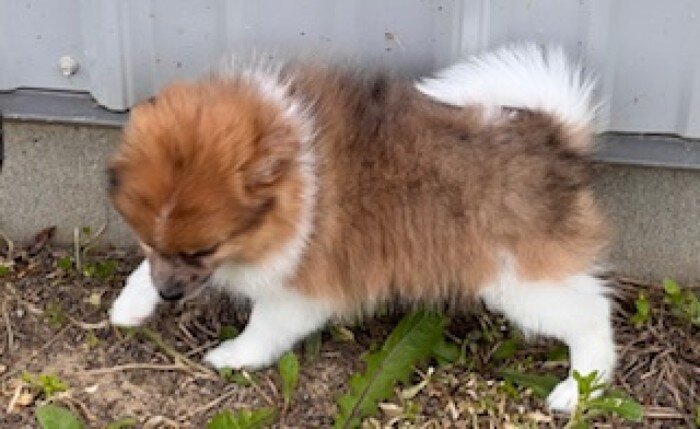 Speckles Female Pomeranian image 8