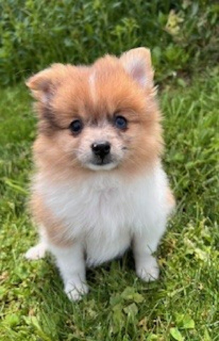 Speckles Female Pomeranian image 5