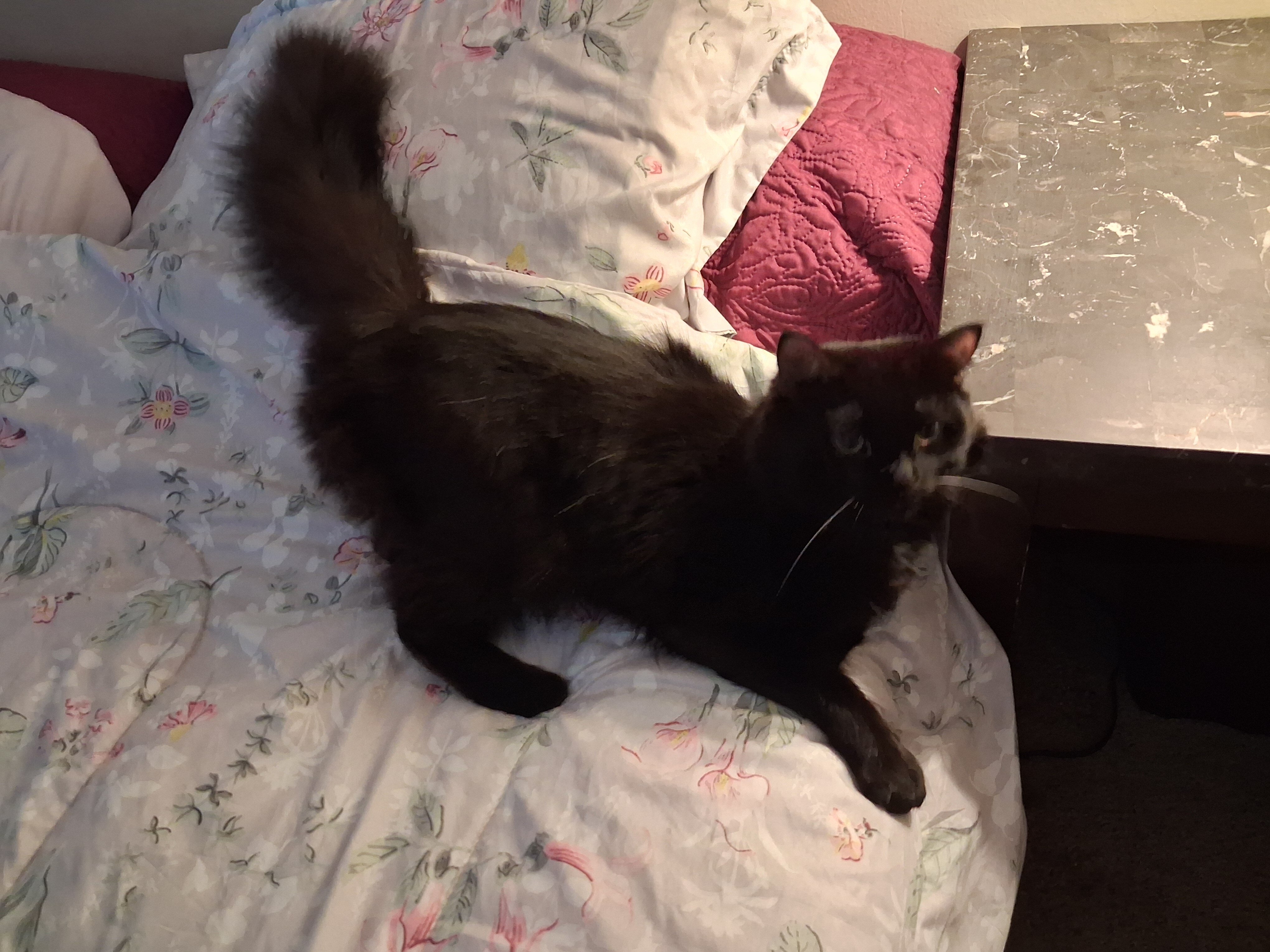 Cat image 3